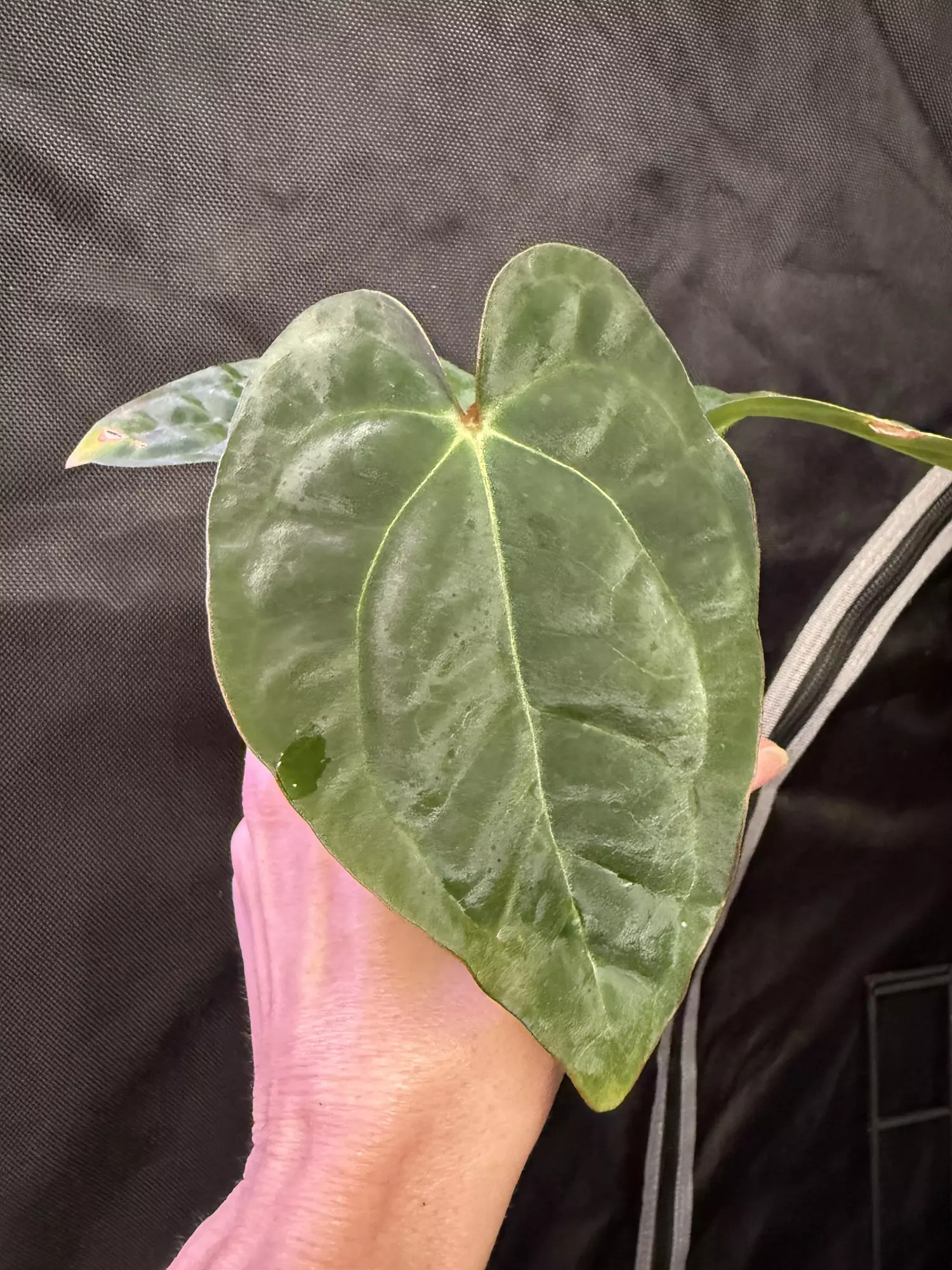 plant/Lost tag 5-0