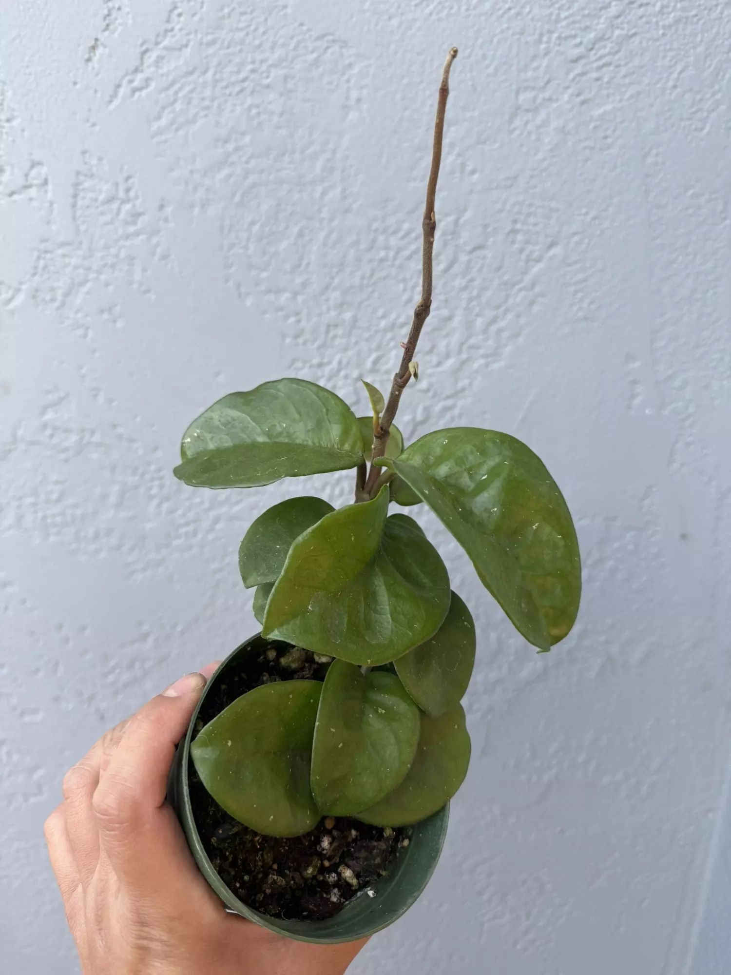 plant/4” Hoya ‘Chelsea’-0