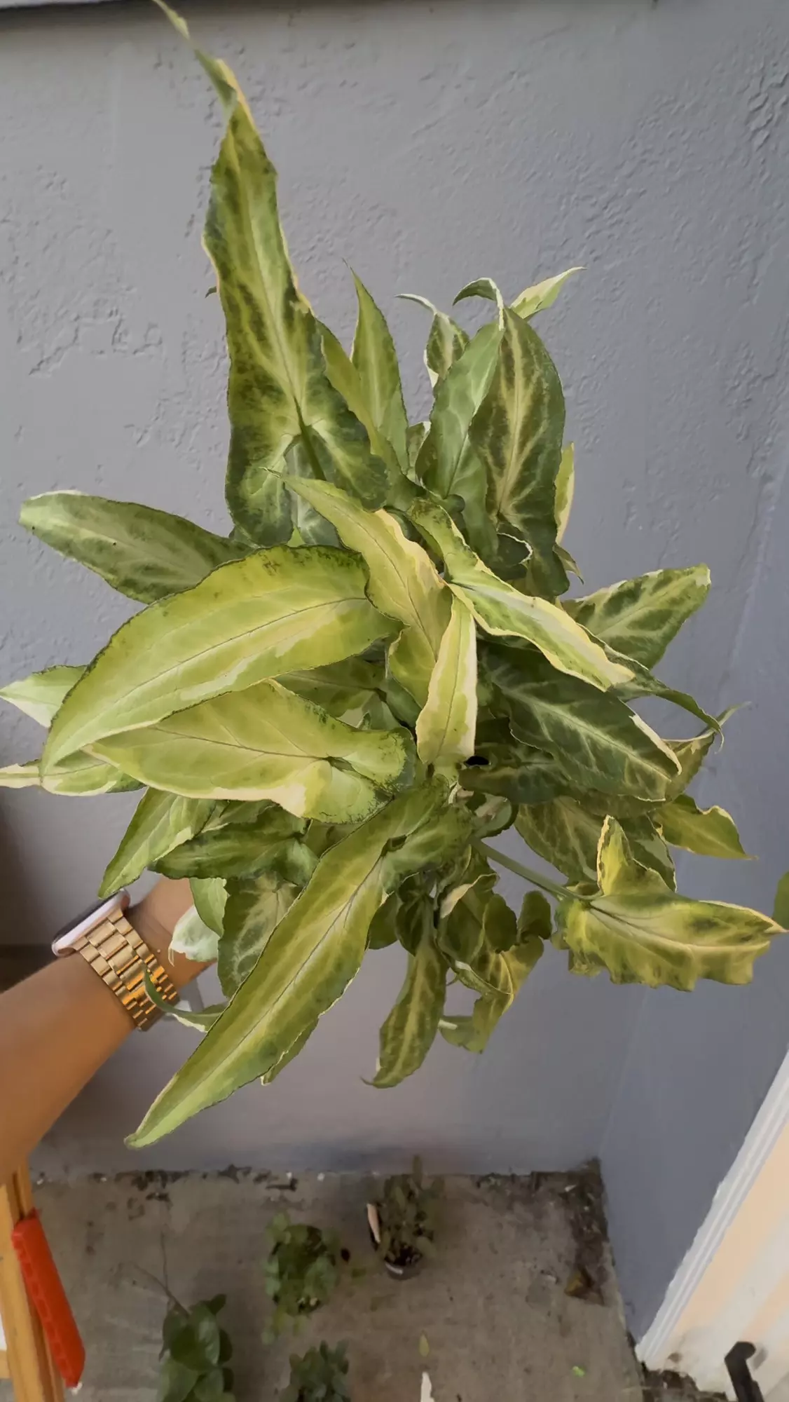 plant/5” Syngonium Podophyllum ’Staright’-0