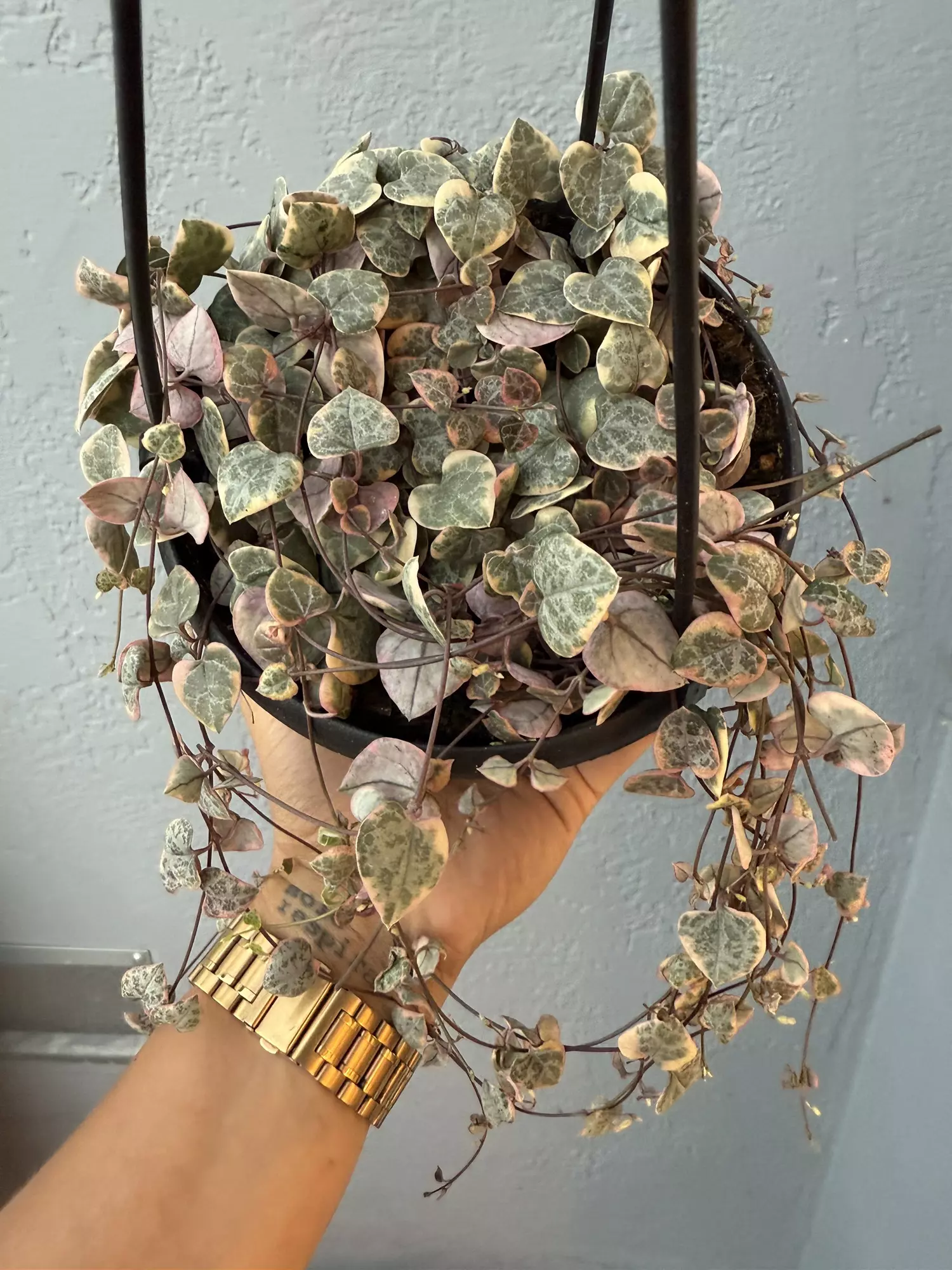 plant/6” Ceropegia ‘String of Hearts’ Variagated-1