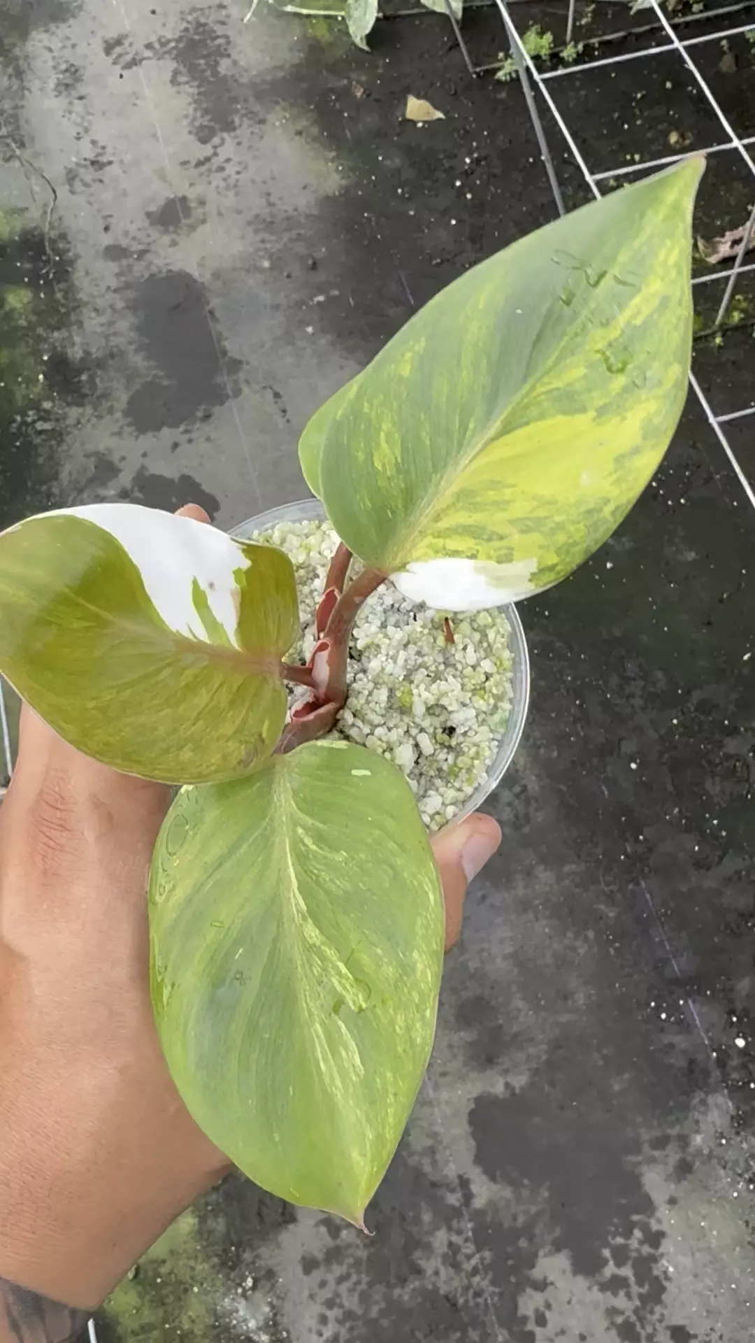 plant/White wizard Aurea -0