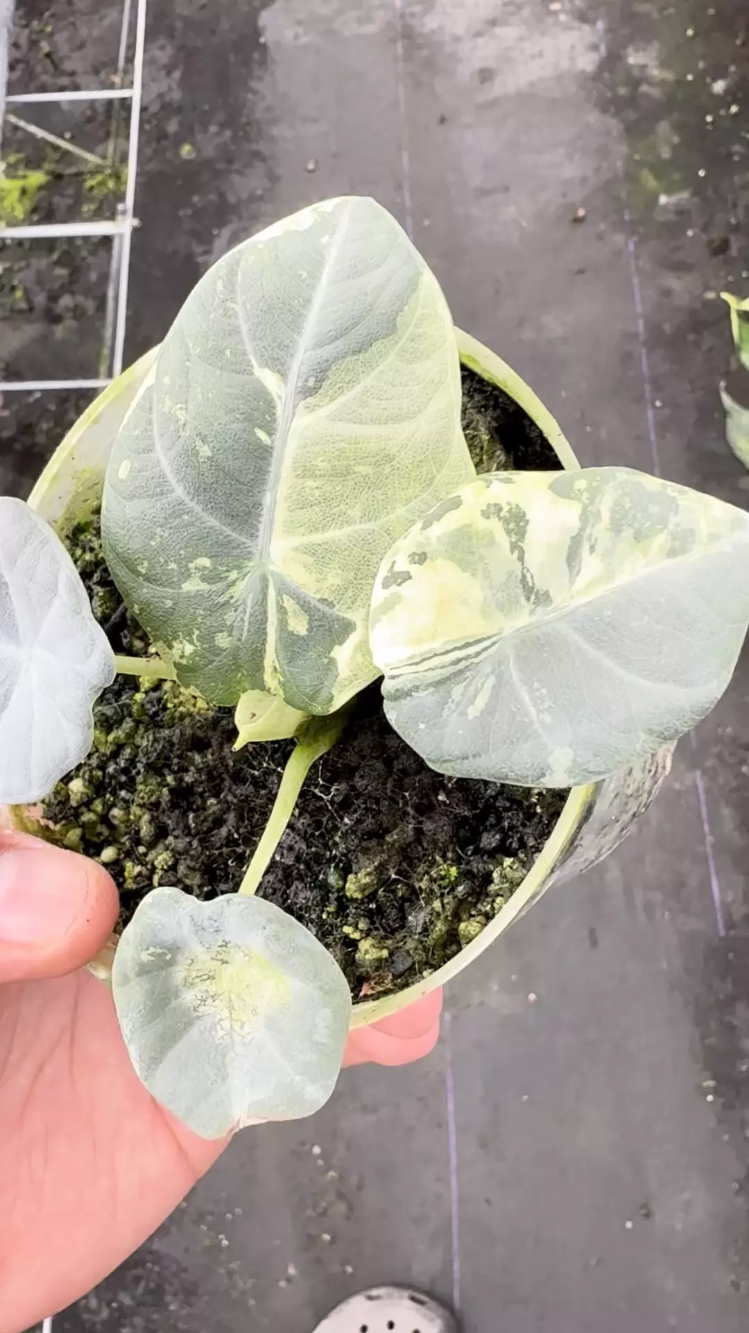 plant/Maharani albo corm grown -0