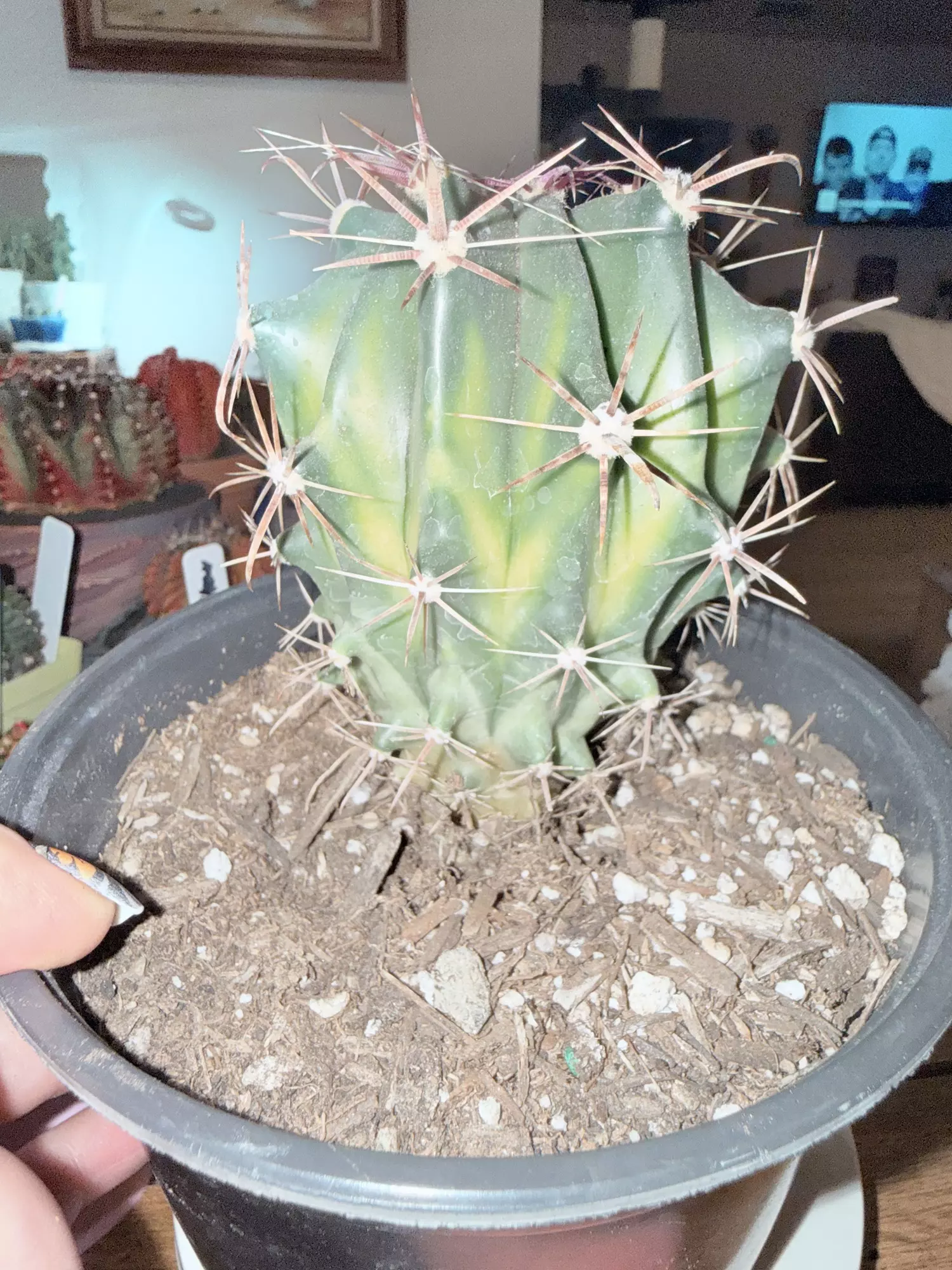 plant/XL Variegated Ferocactus-0