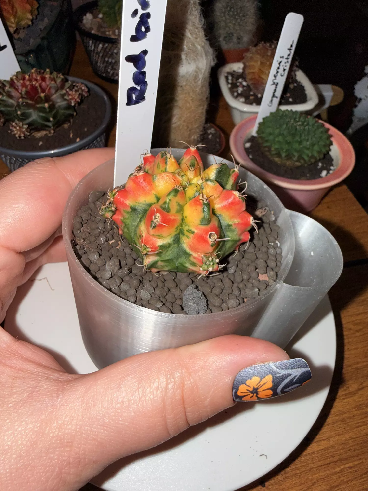 plant/Red Bird Clone-1