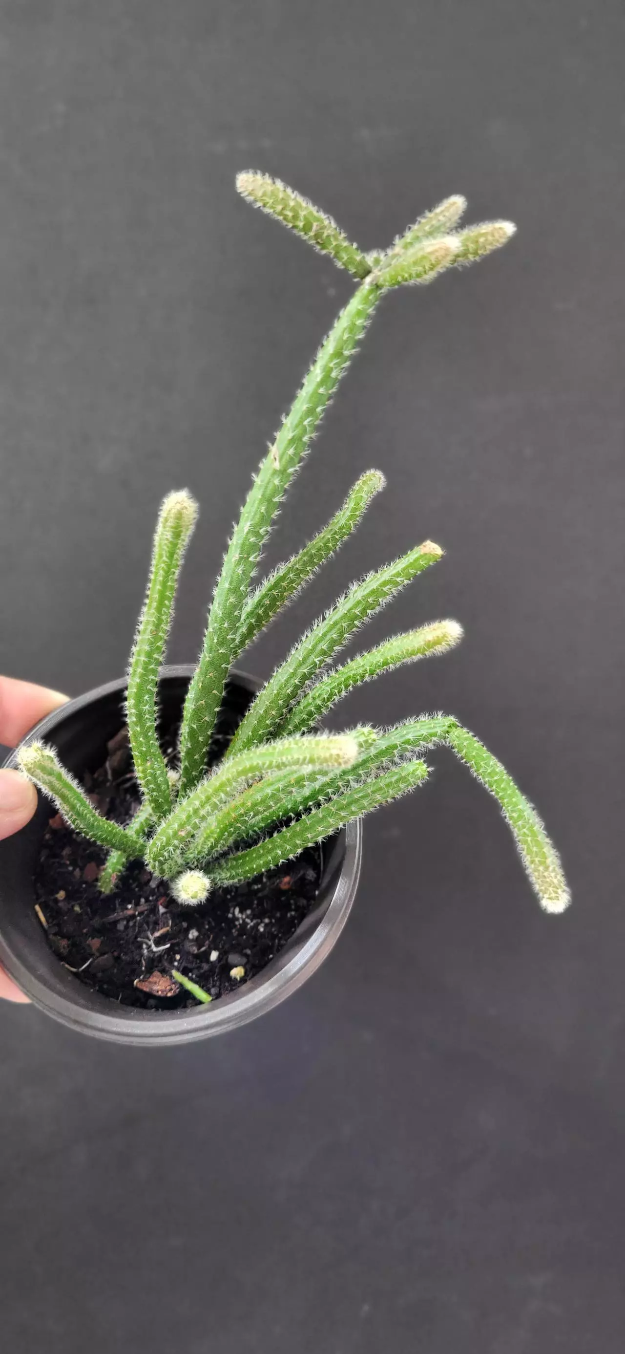 plant/3.5" Rhipsalis Horrida (mouse tail cactus)-0