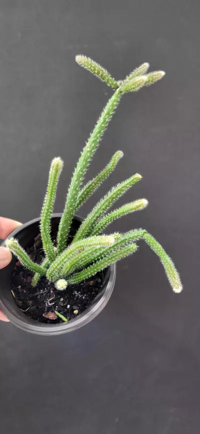 plant/3.5" Rhipsalis Horrida (mouse tail cactus)-0-thumbnail