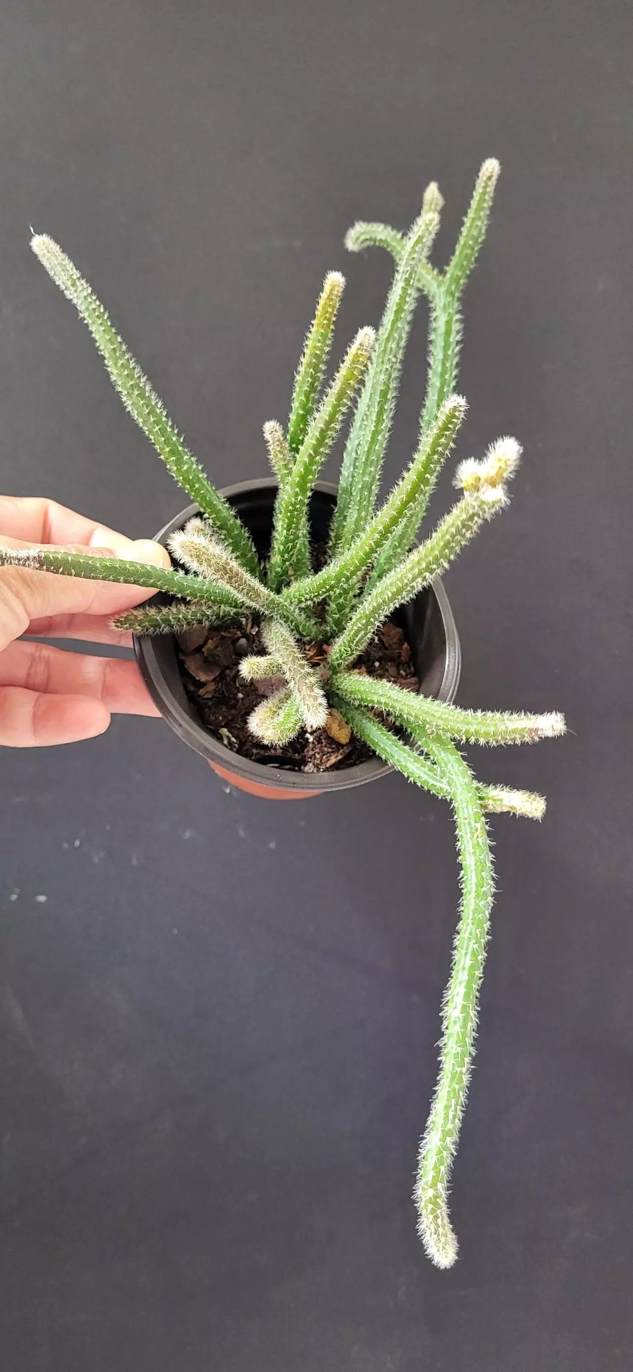 plant/3.5" Rhipsalis 3.5" 3.5" Horrida (mouse tail cactus)-0