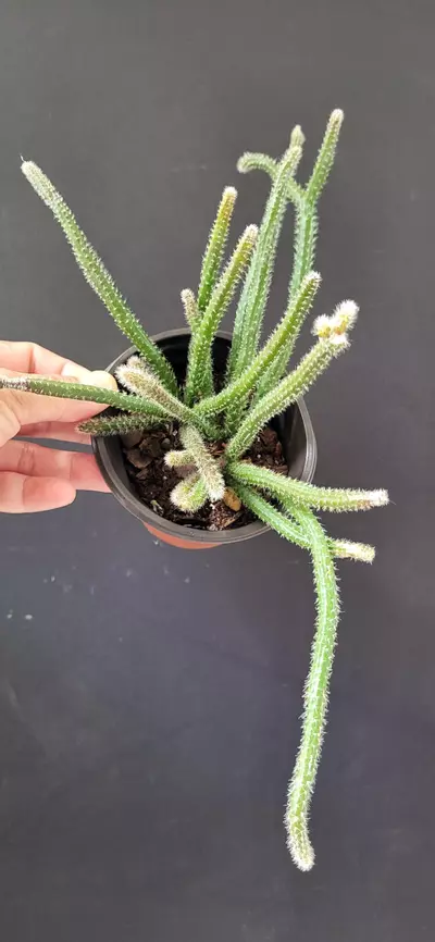 plant/3.5" Rhipsalis 3.5" 3.5" Horrida (mouse tail cactus)-0-thumbnail