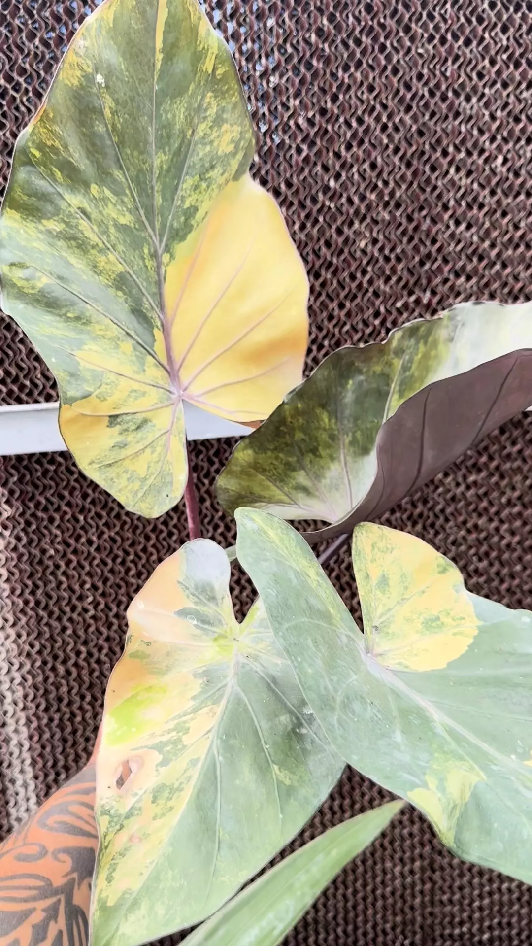 plant/Large variegated metal head-0