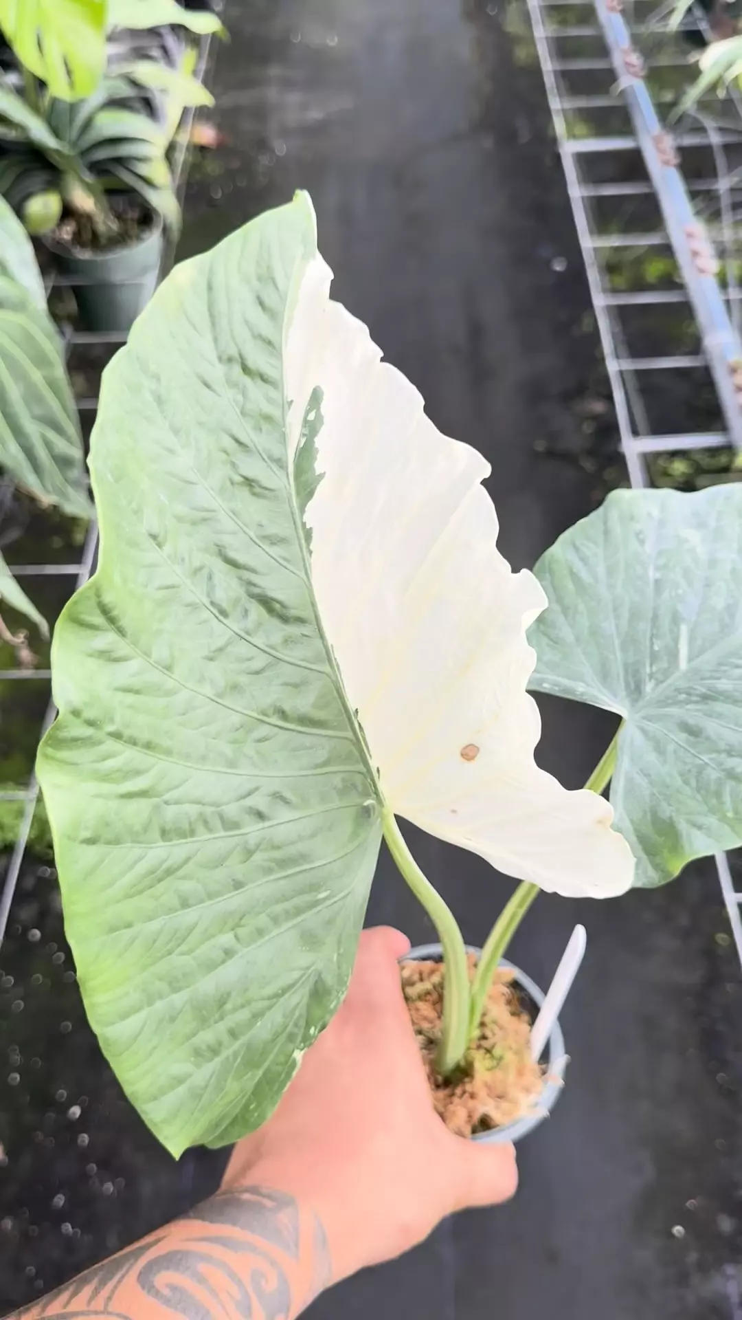 plant/Rare variegated albo  Alocasia alba-0