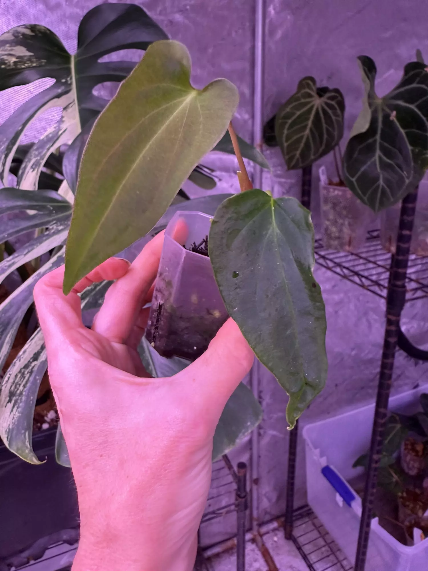 plant/Mutant ?-0