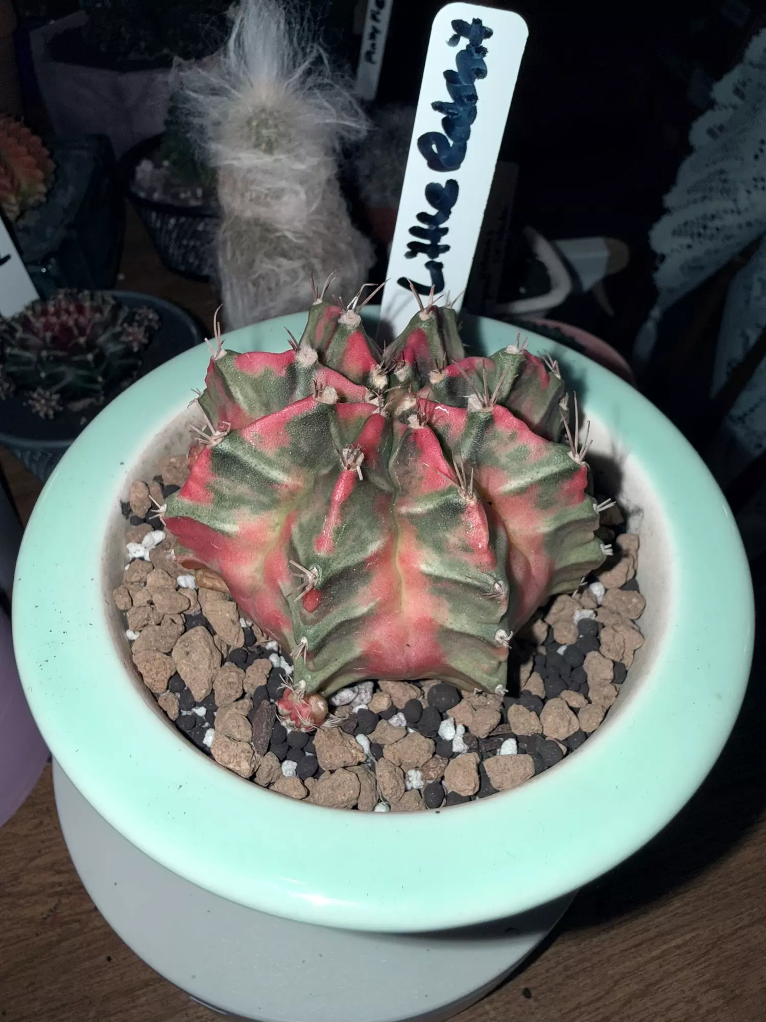 plant/Little Rabbit Clone-1