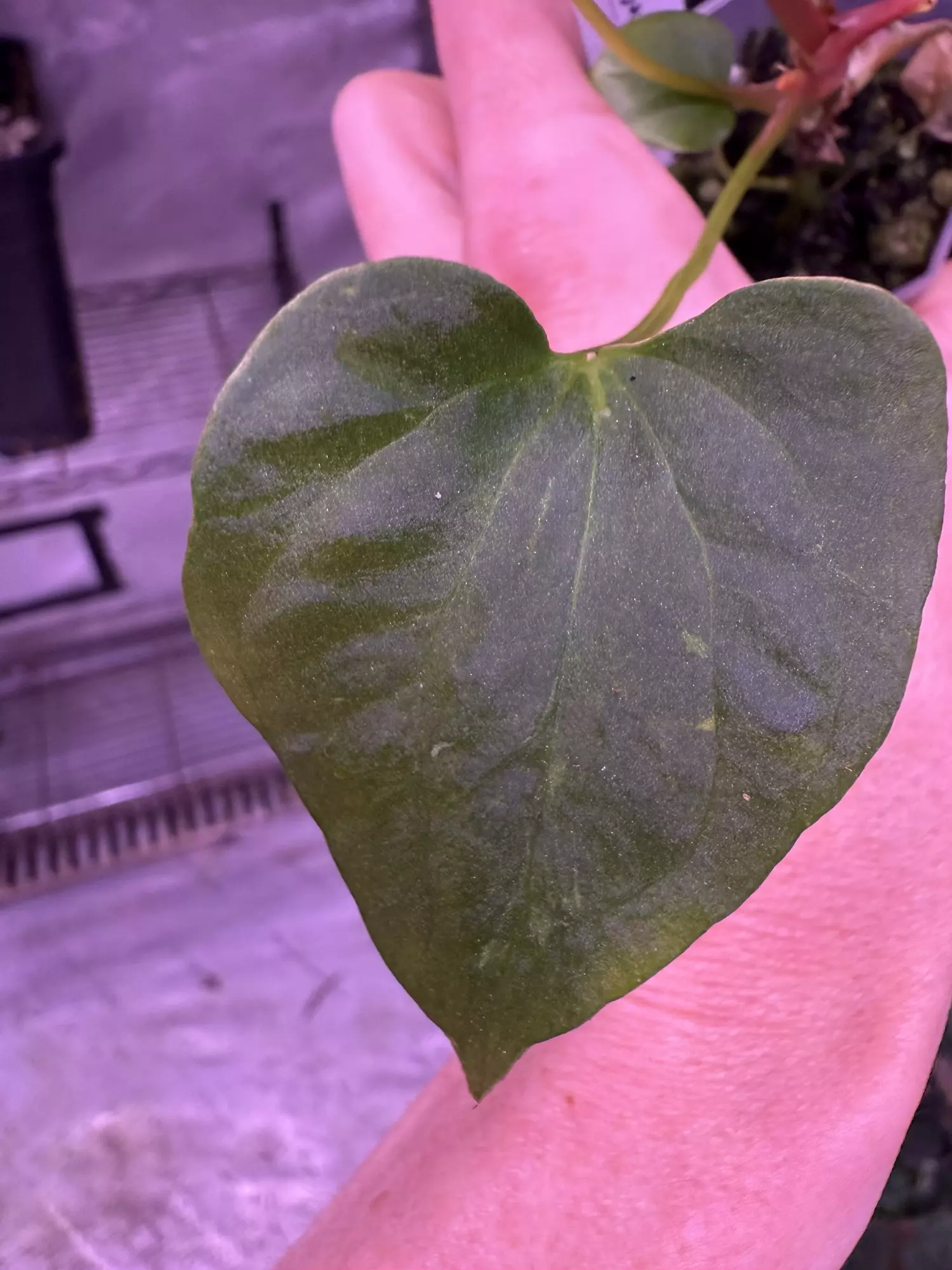 plant/Mutant pap 2 x Gatorbod-2
