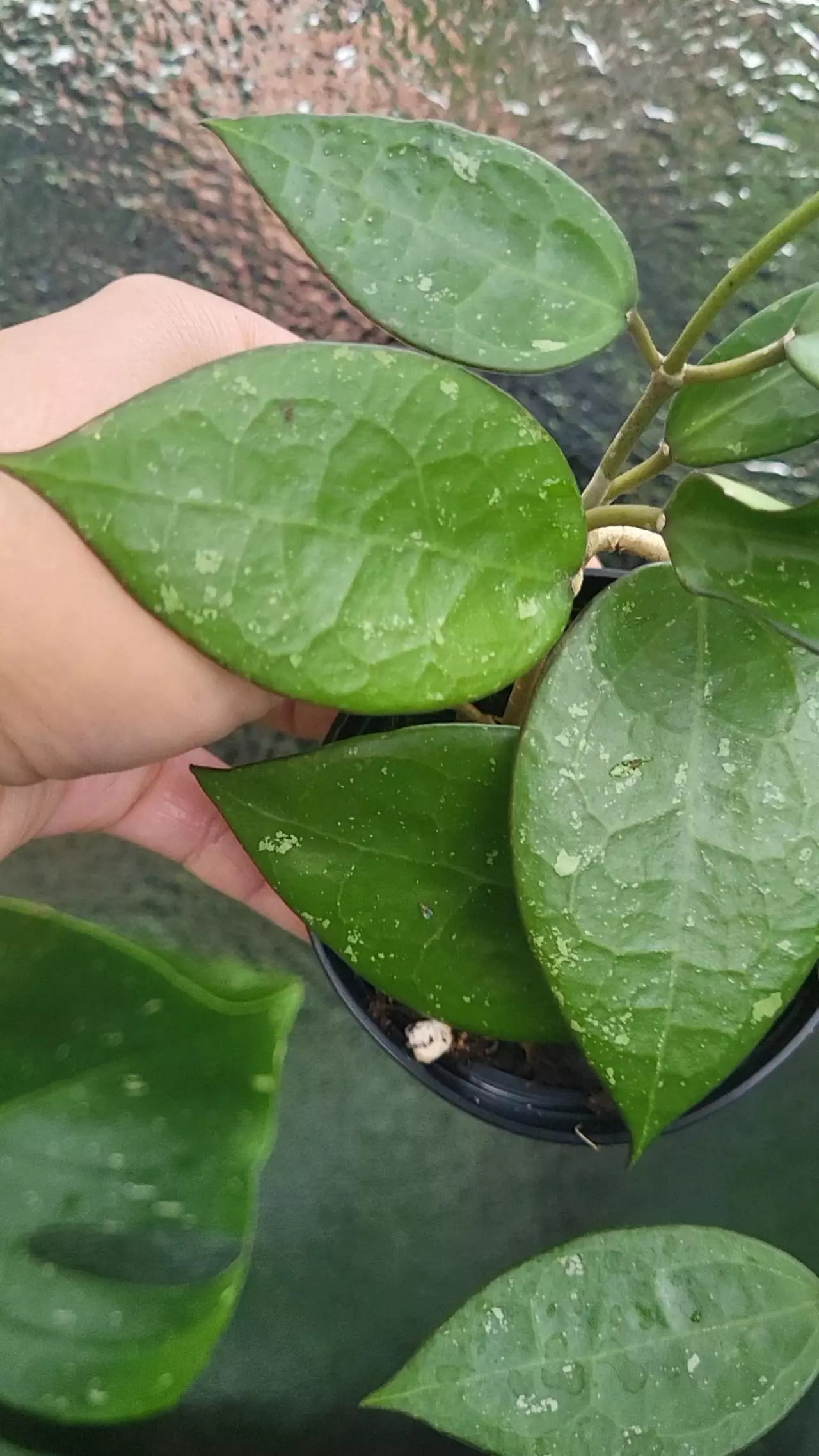 plant/2.5" Hoya Black Margin -0