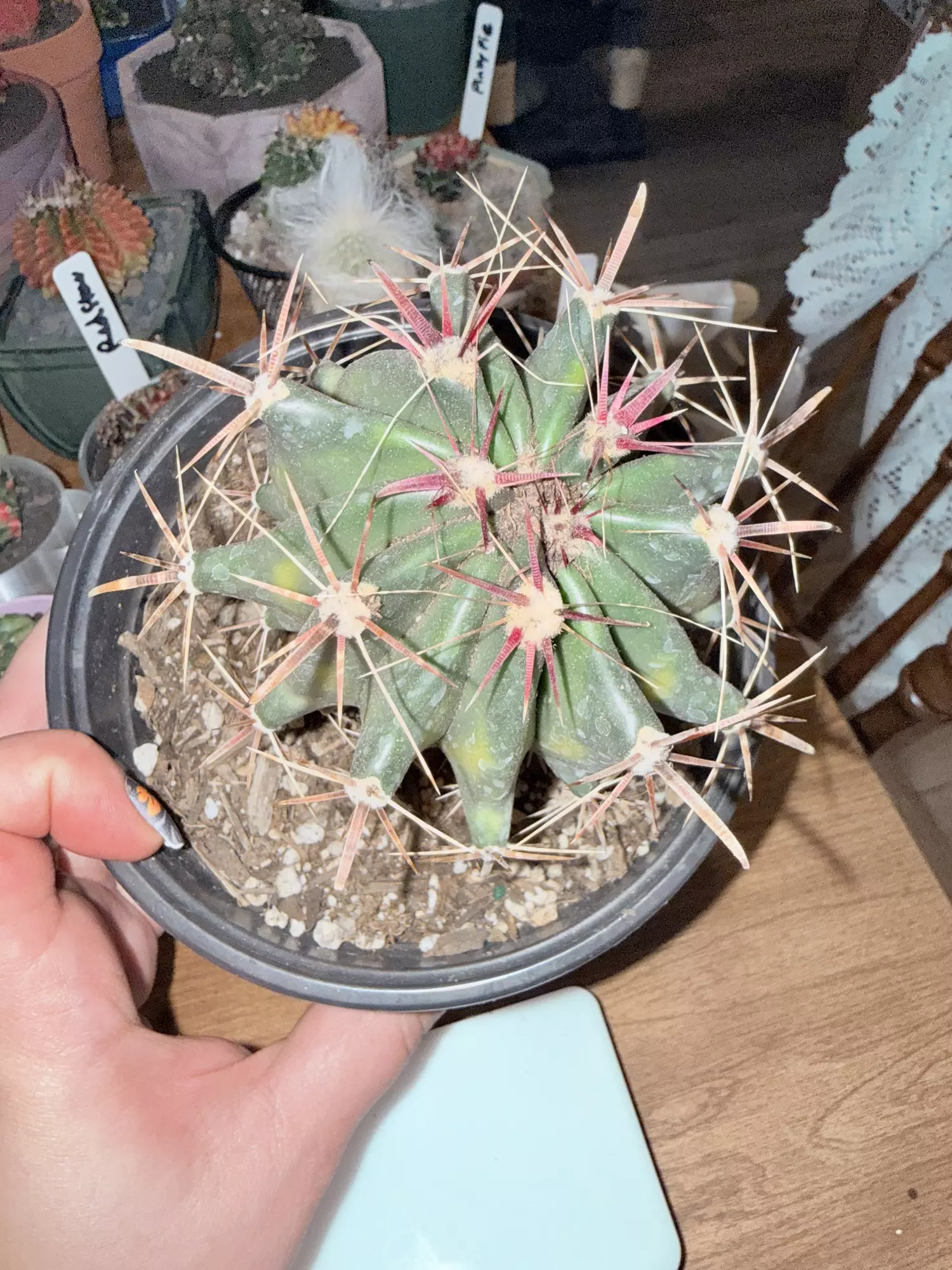 plant/XL Variegated Ferocactus-1