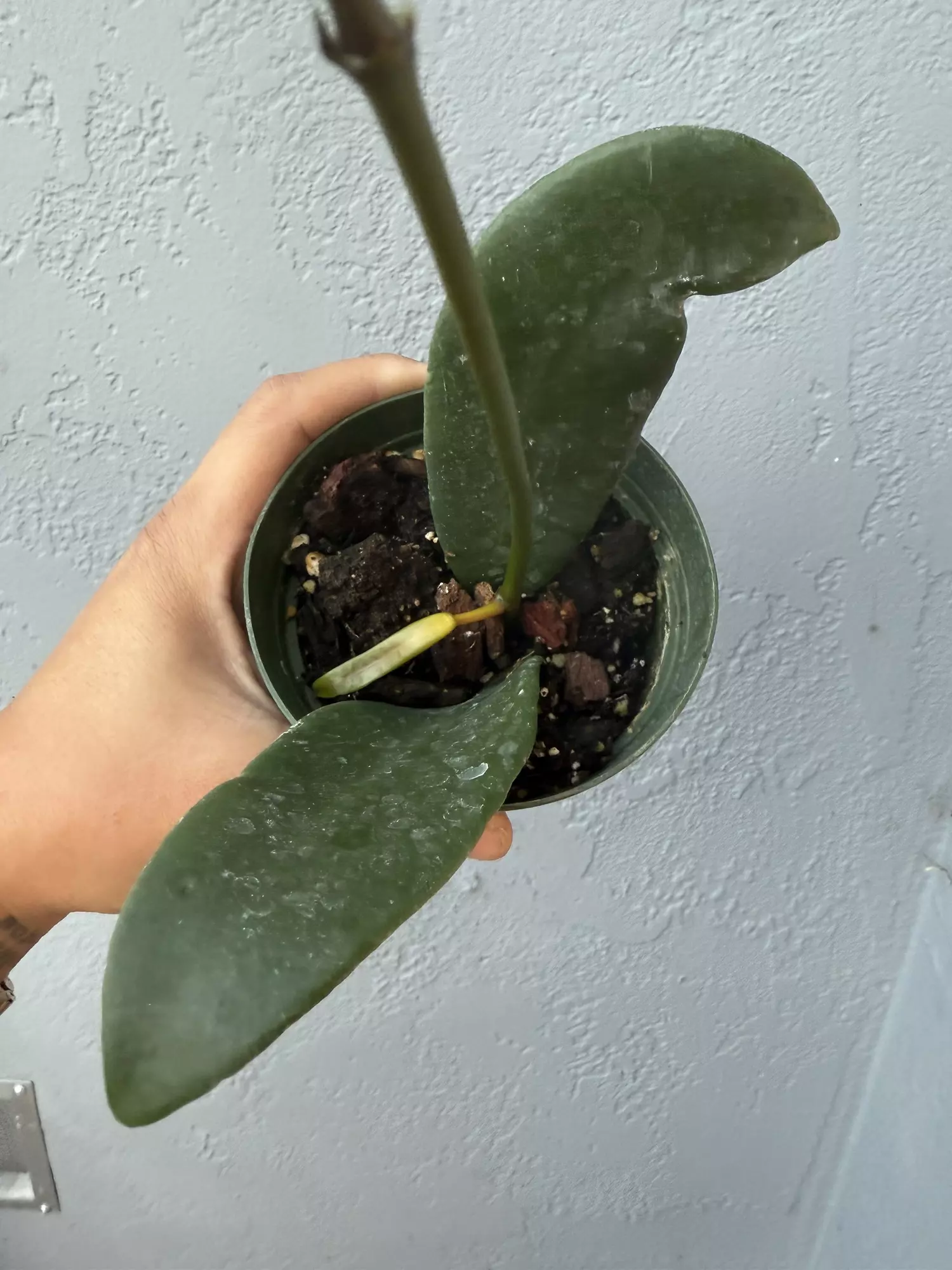 plant/4” Hoya ‘Fraterna’-1