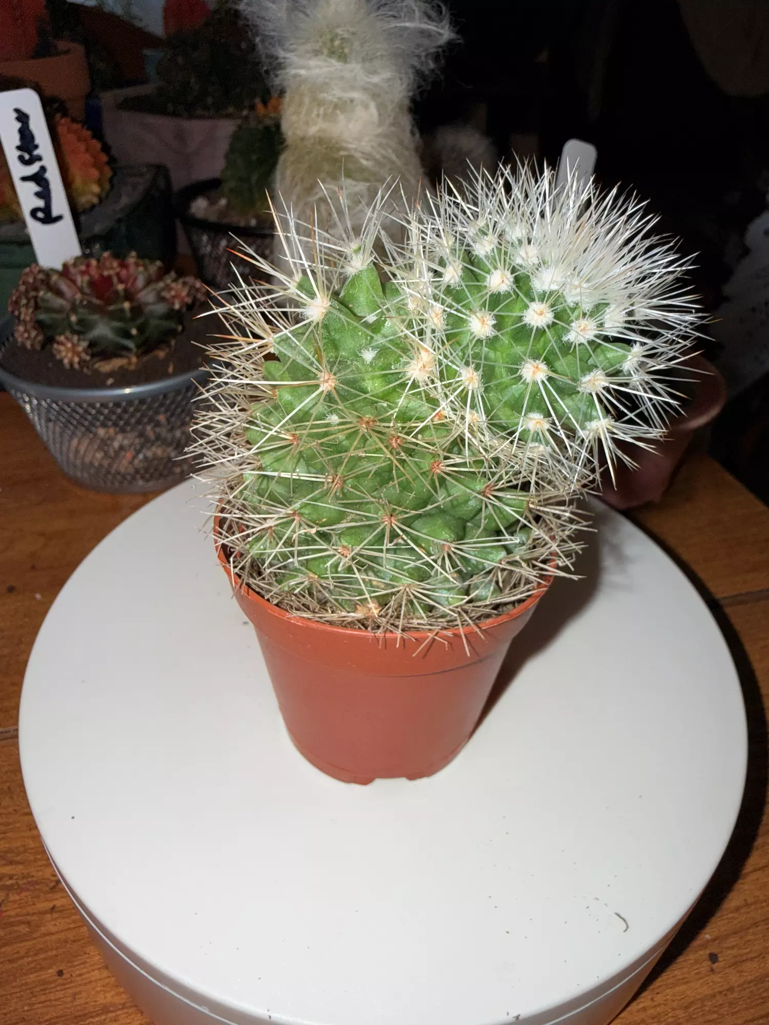 plant/Mammillaria with Pup on Top-0
