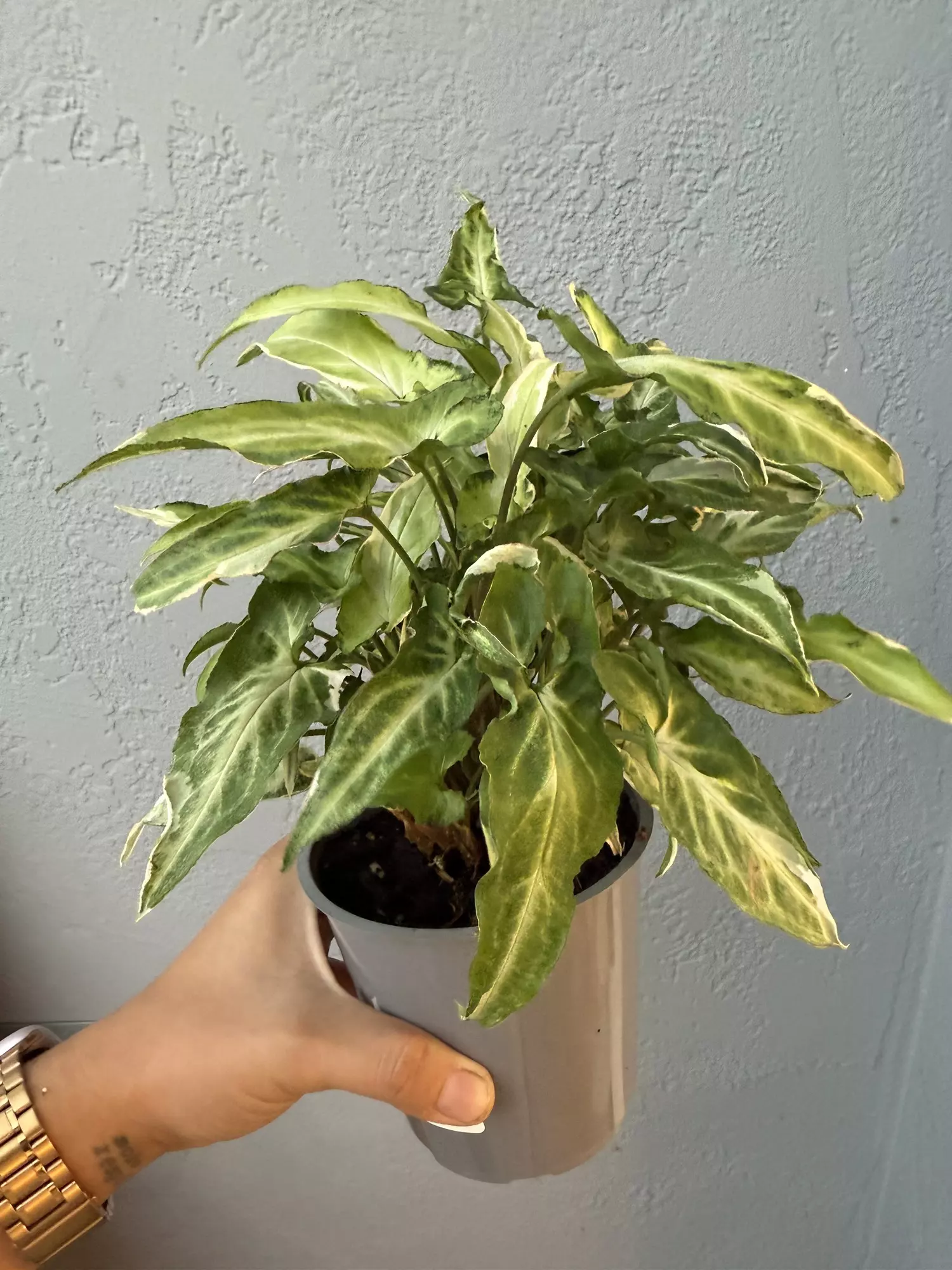 plant/5” Syngonium Podophyllum ’Staright’-1