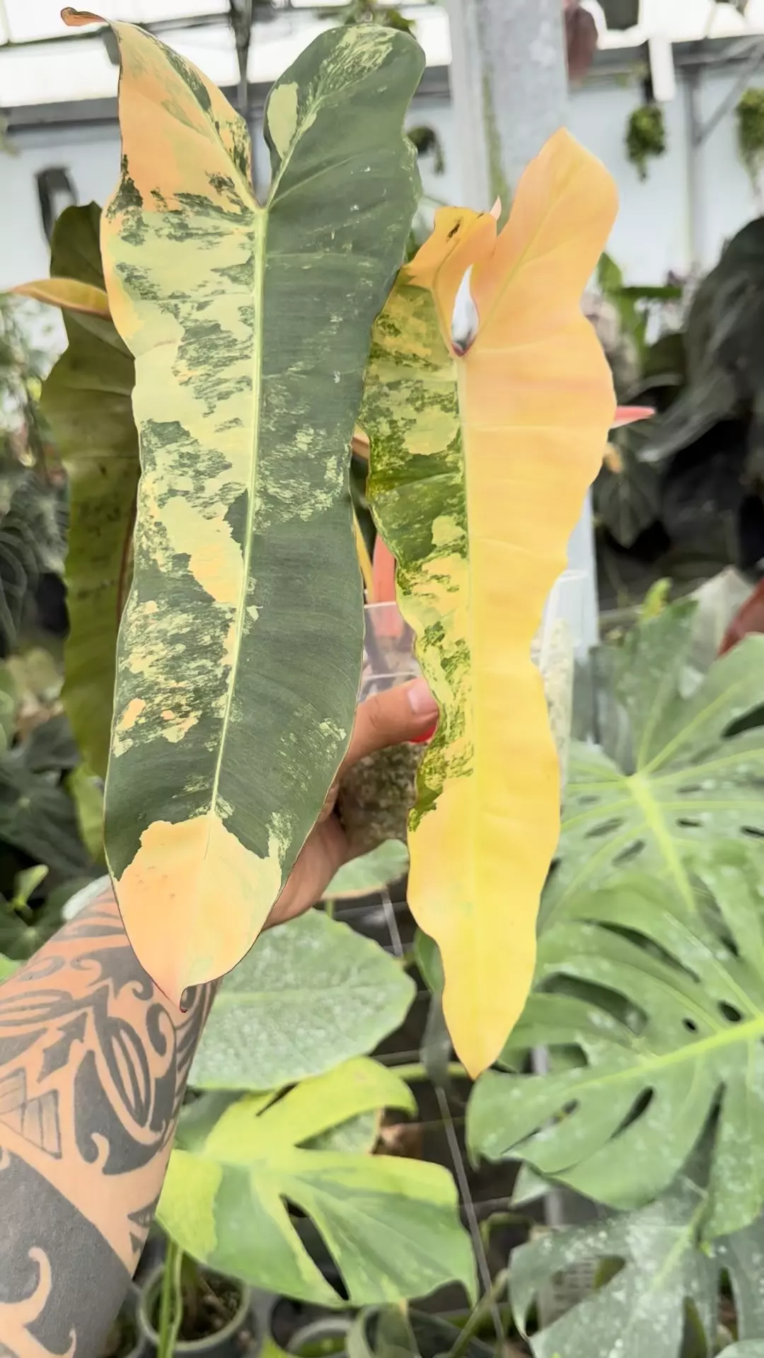 plant/Large philo brown beauty -0