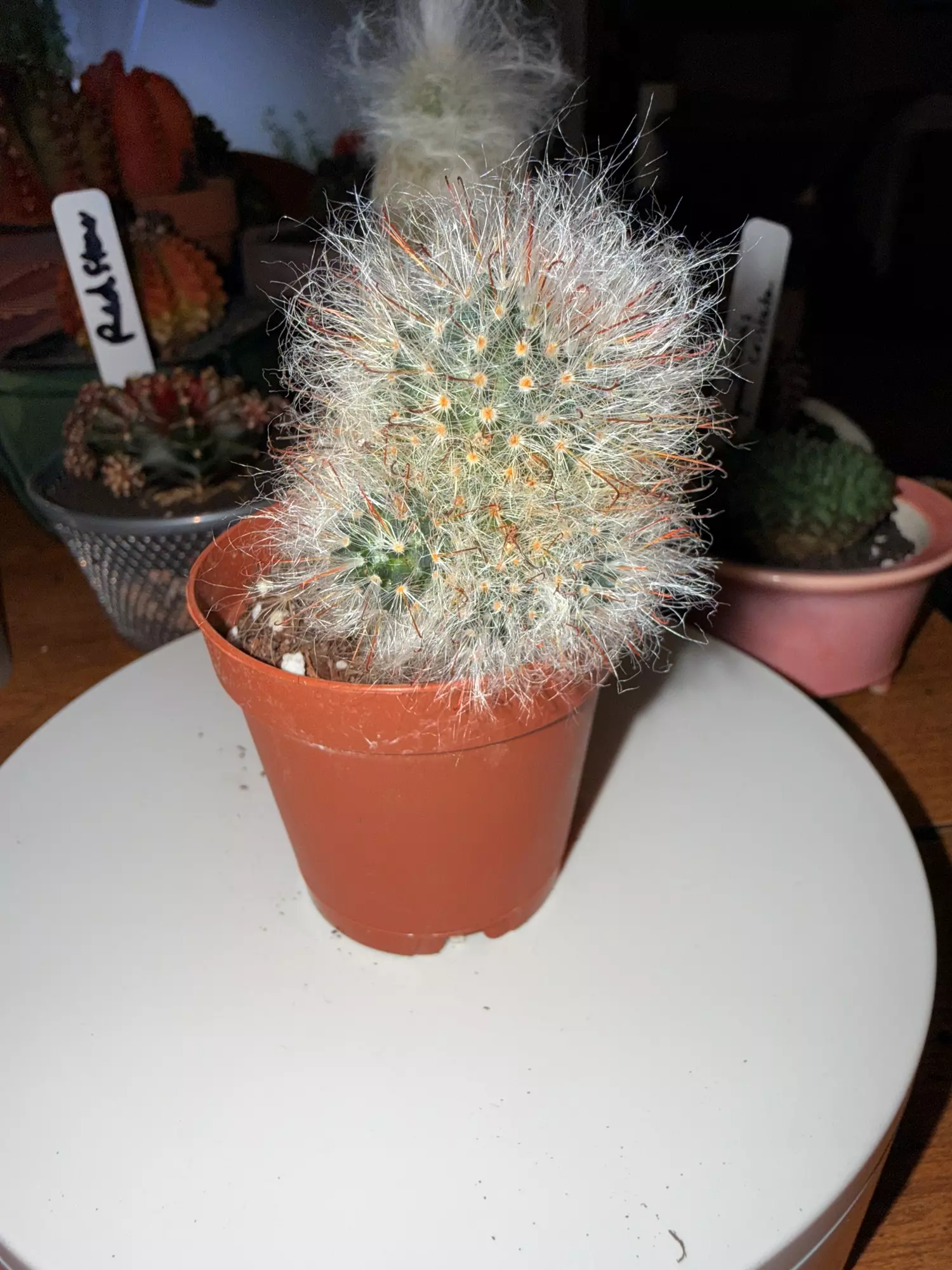 plant/Mammillaria with Pups-0