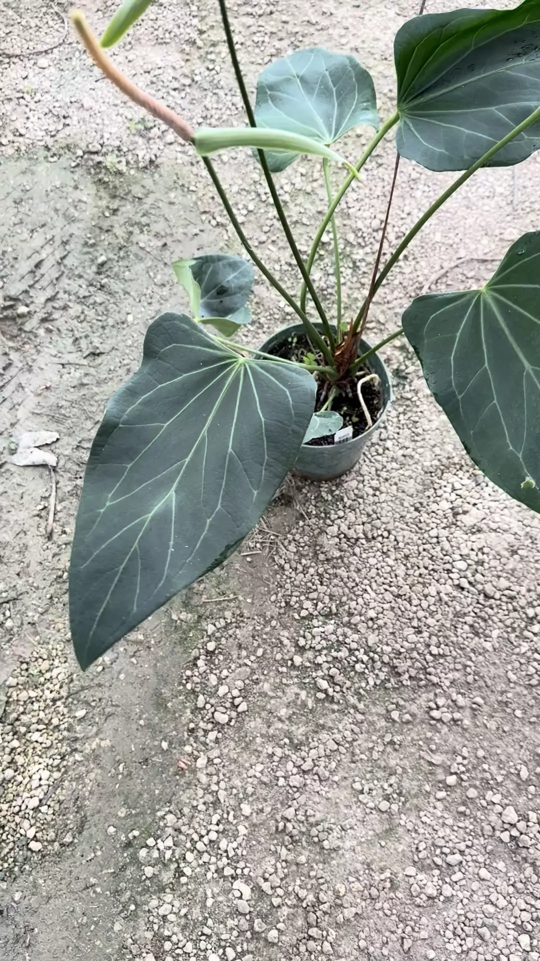 plant/Flat sinus avium crystal x bvep-0