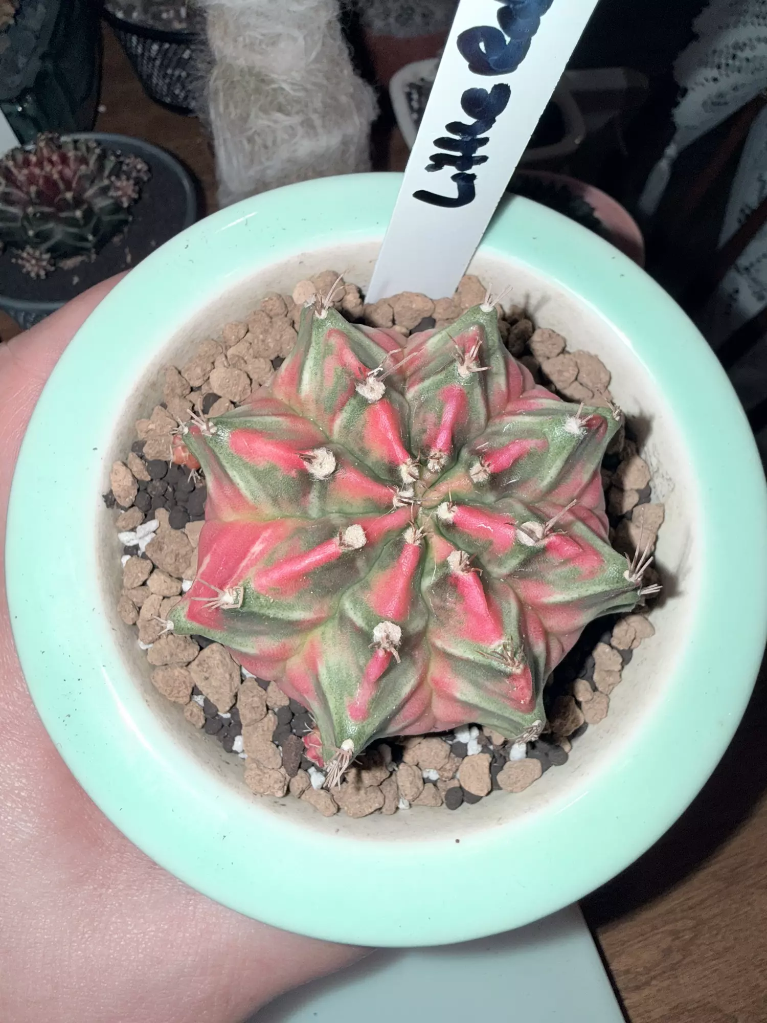 plant/Little Rabbit Clone-0