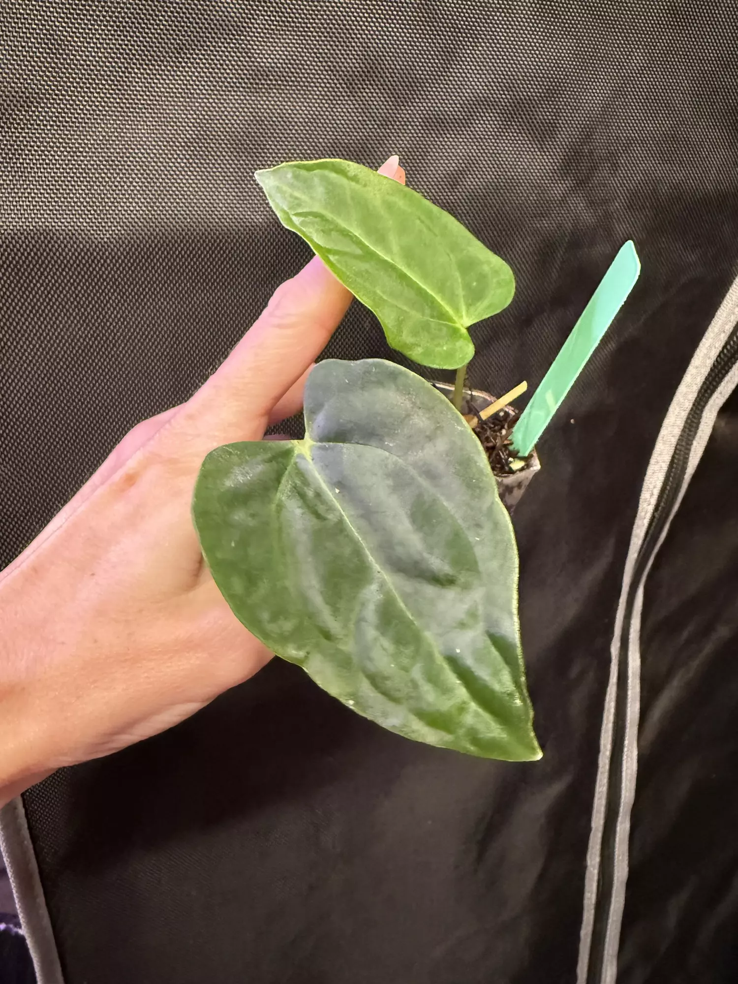 plant/Lost tag 8-0