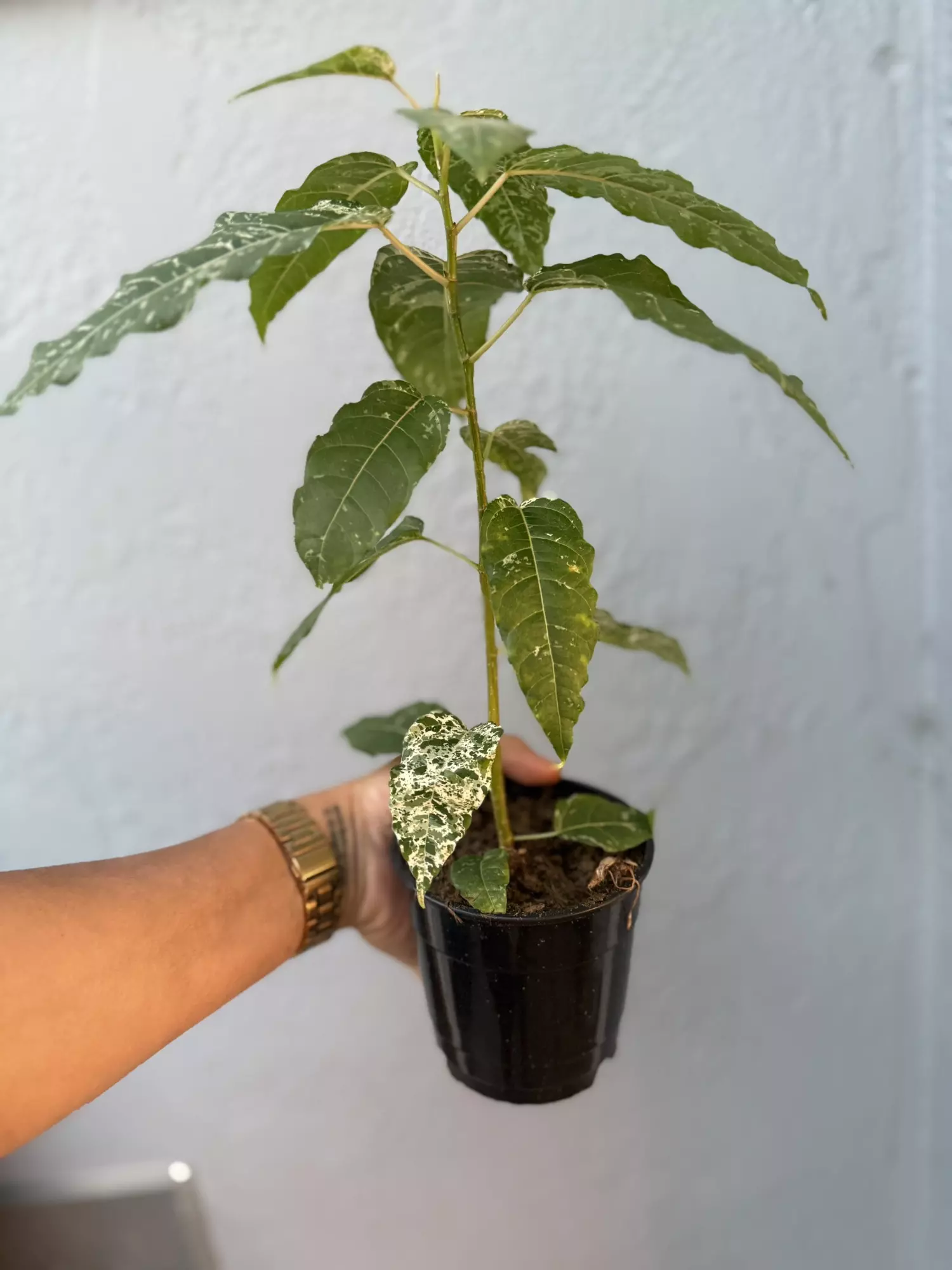 plant/5” Ficus ‘Aspera’ Variagated-1