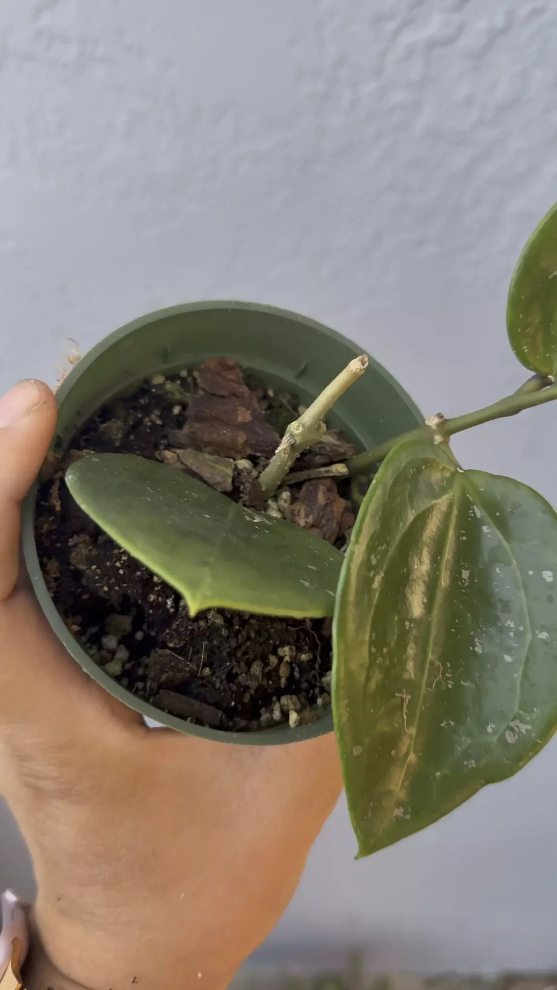 plant/4” Hoya ‘Parasitica’-2