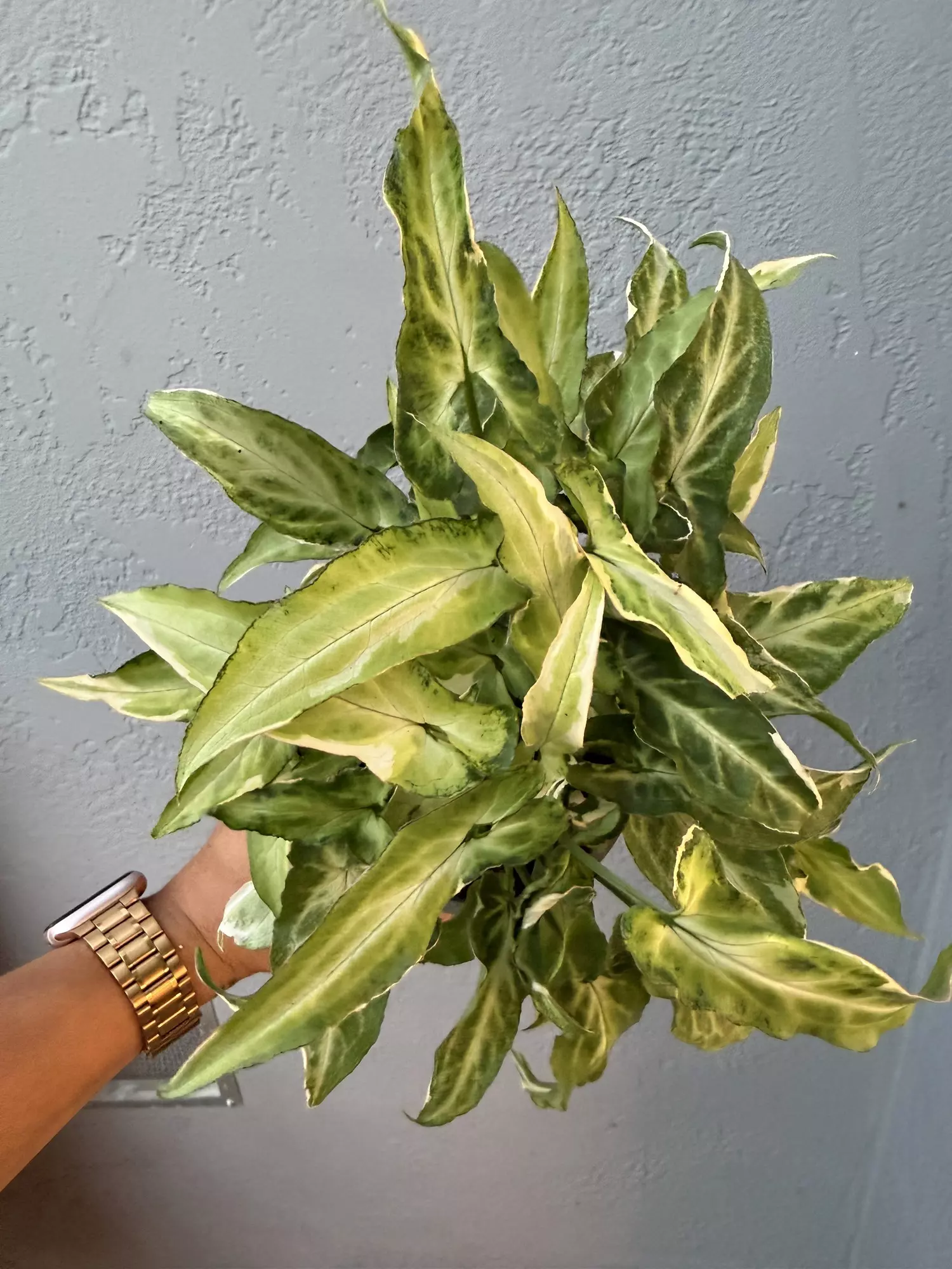 plant/5” Syngonium Podophyllum ’Staright’-2
