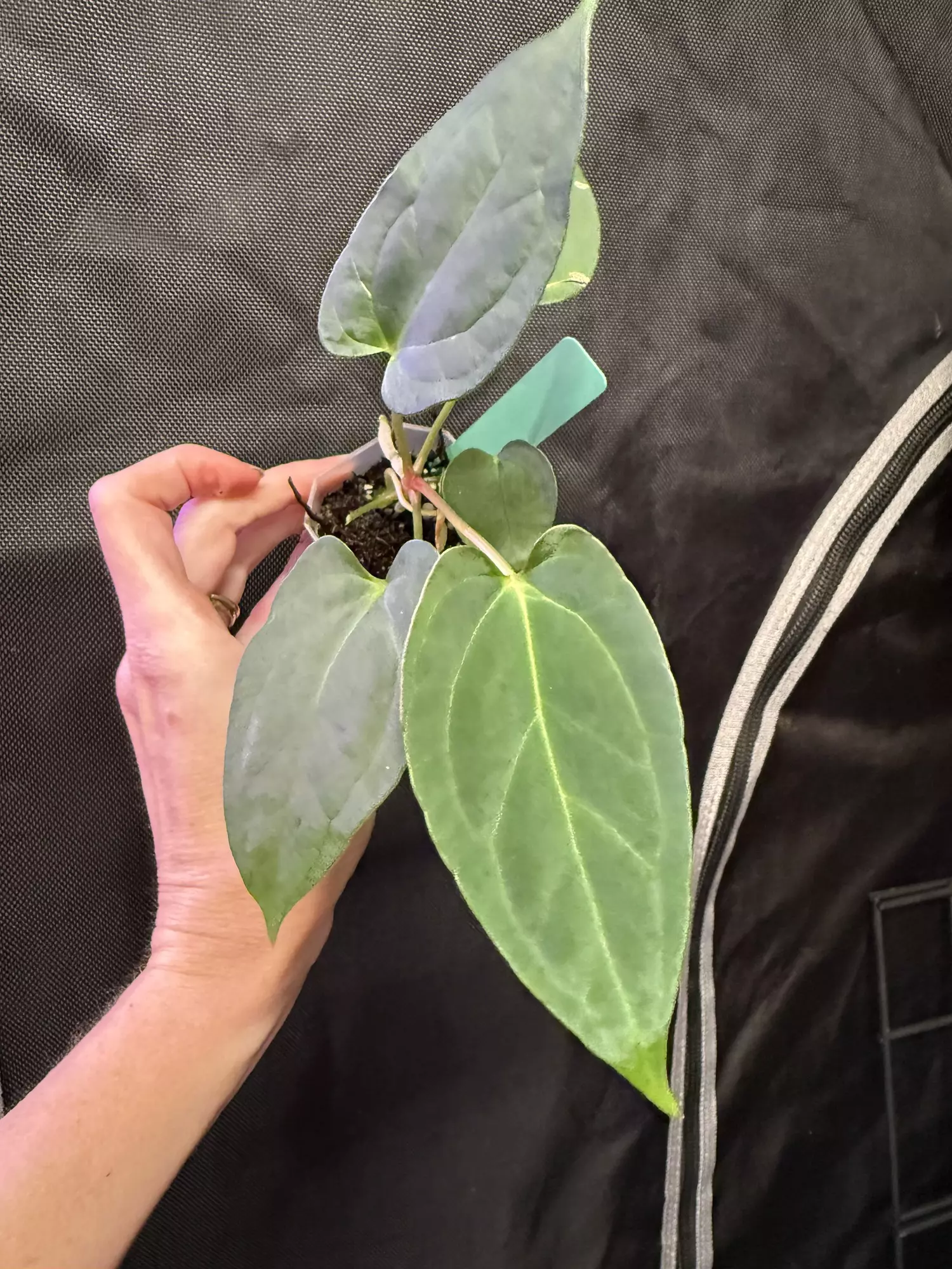 plant/Lost tag 7-0