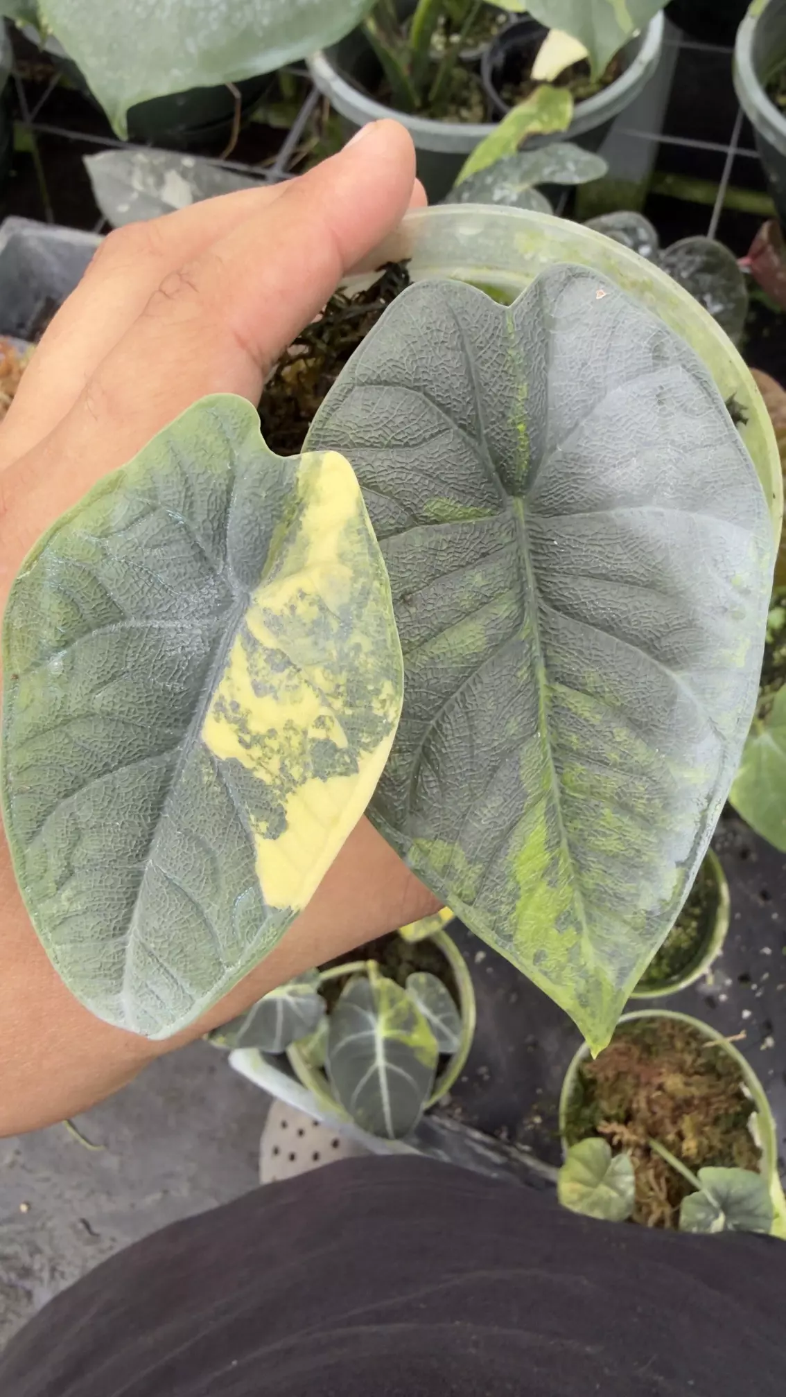plant/Melo Aurea -0