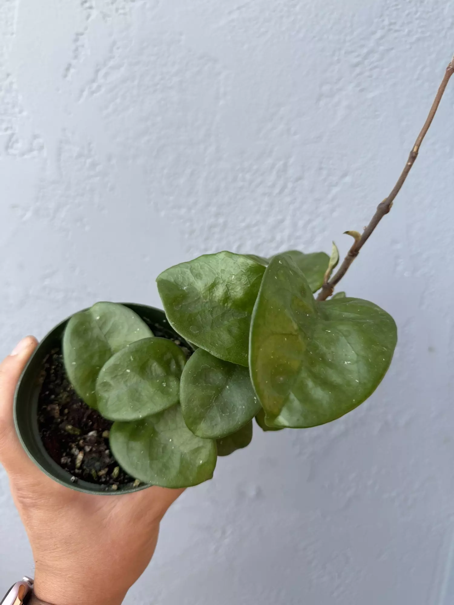 plant/4” Hoya ‘Chelsea’-1