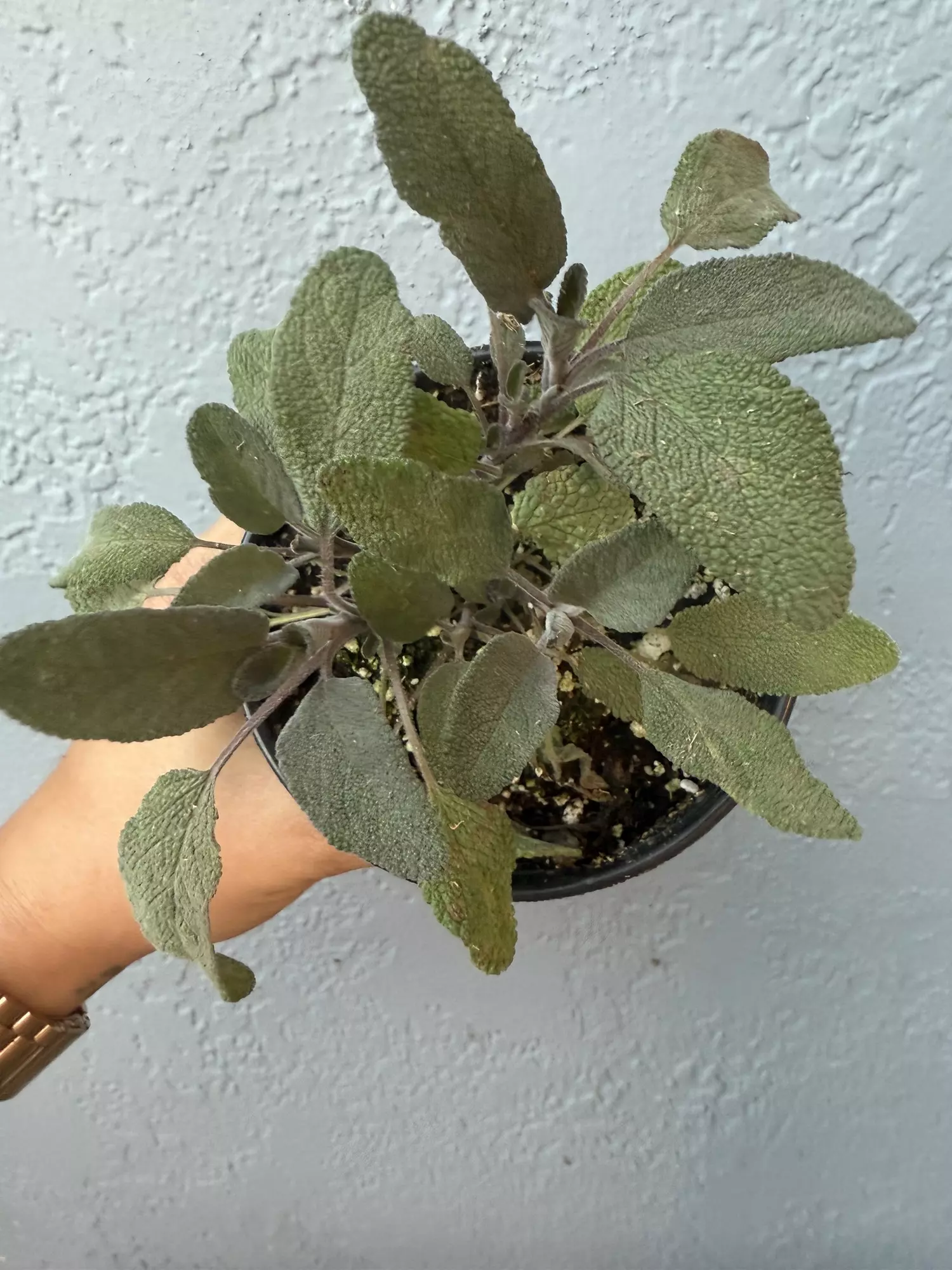 plant/4” Sage ‘Purpurascens’-0