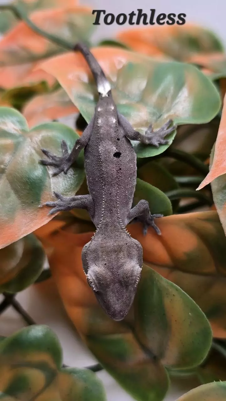 plant/Axanthic-0