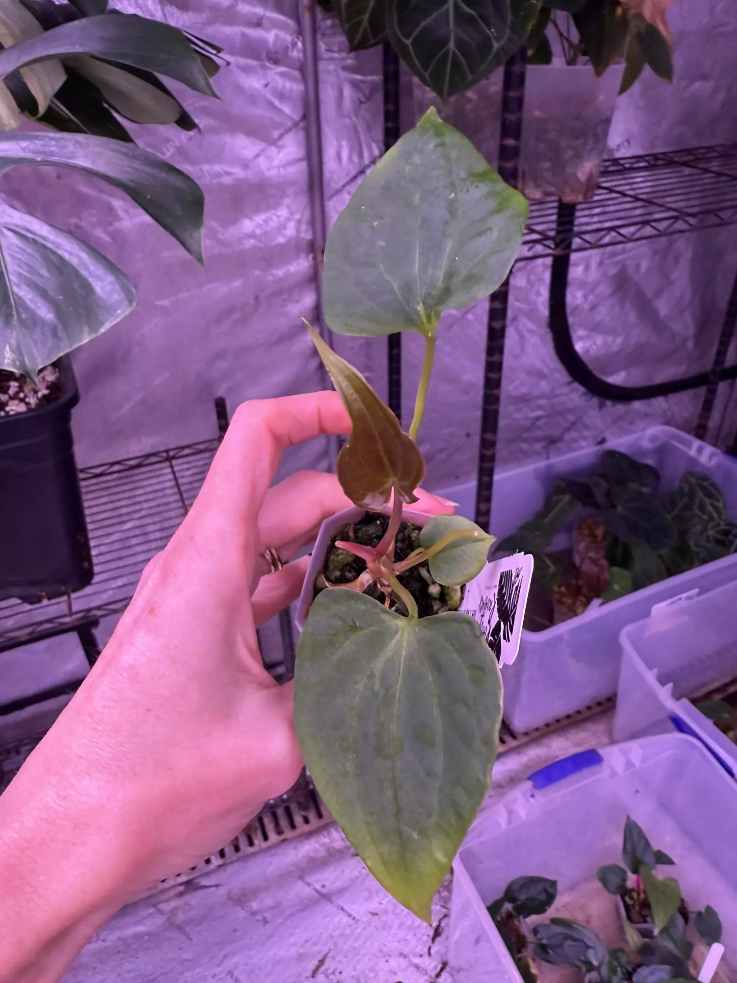 plant/Mutant pap 2 x Gatorbod-1