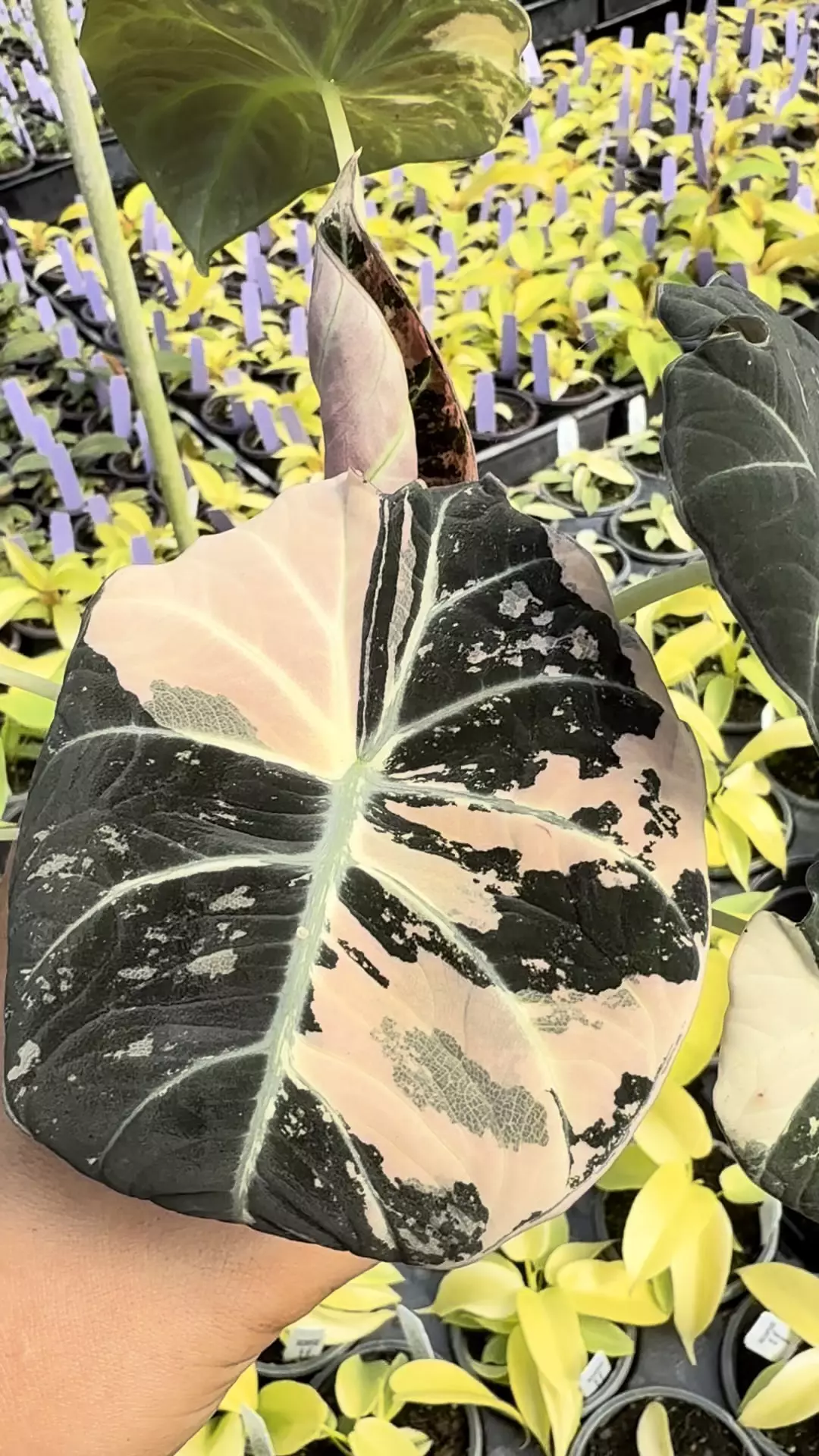 plant/Corming Alocasia pink black velvet -0