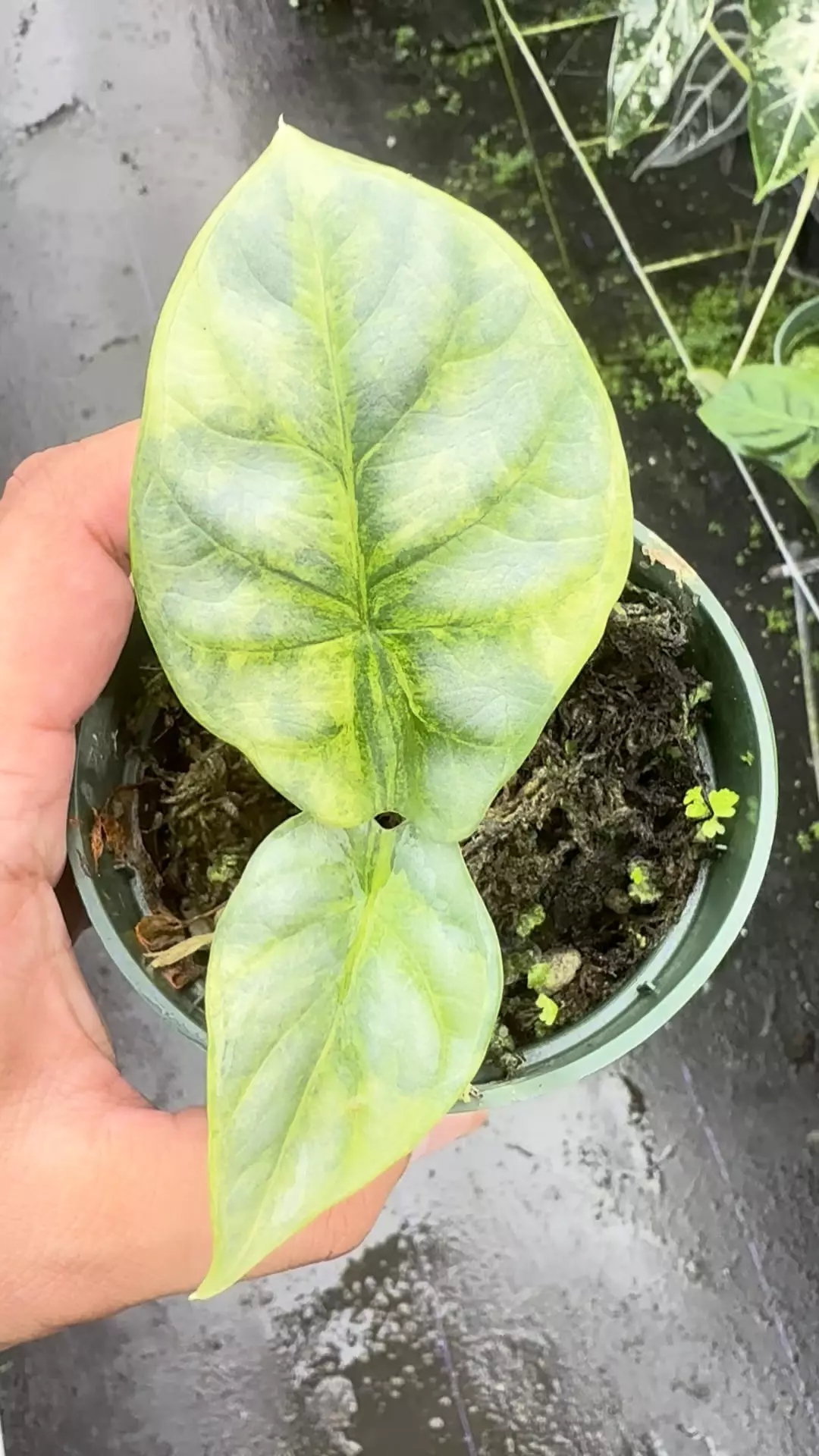 plant/Silver dragon Aurea 2 plants -0