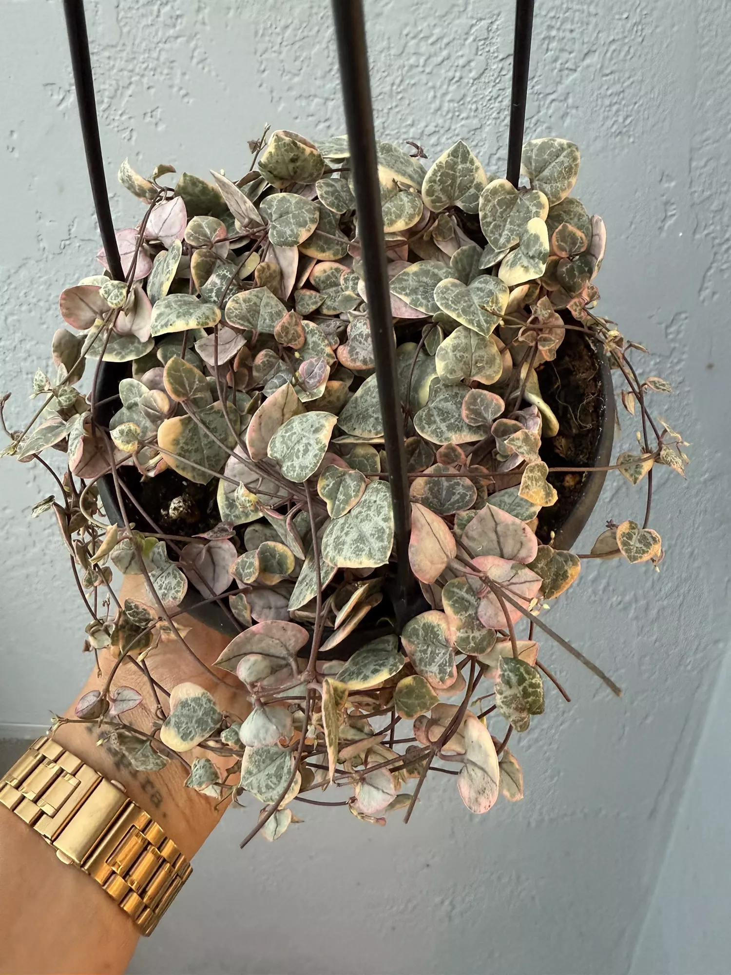 plant/6” Ceropegia ‘String of Hearts’ Variagated-0