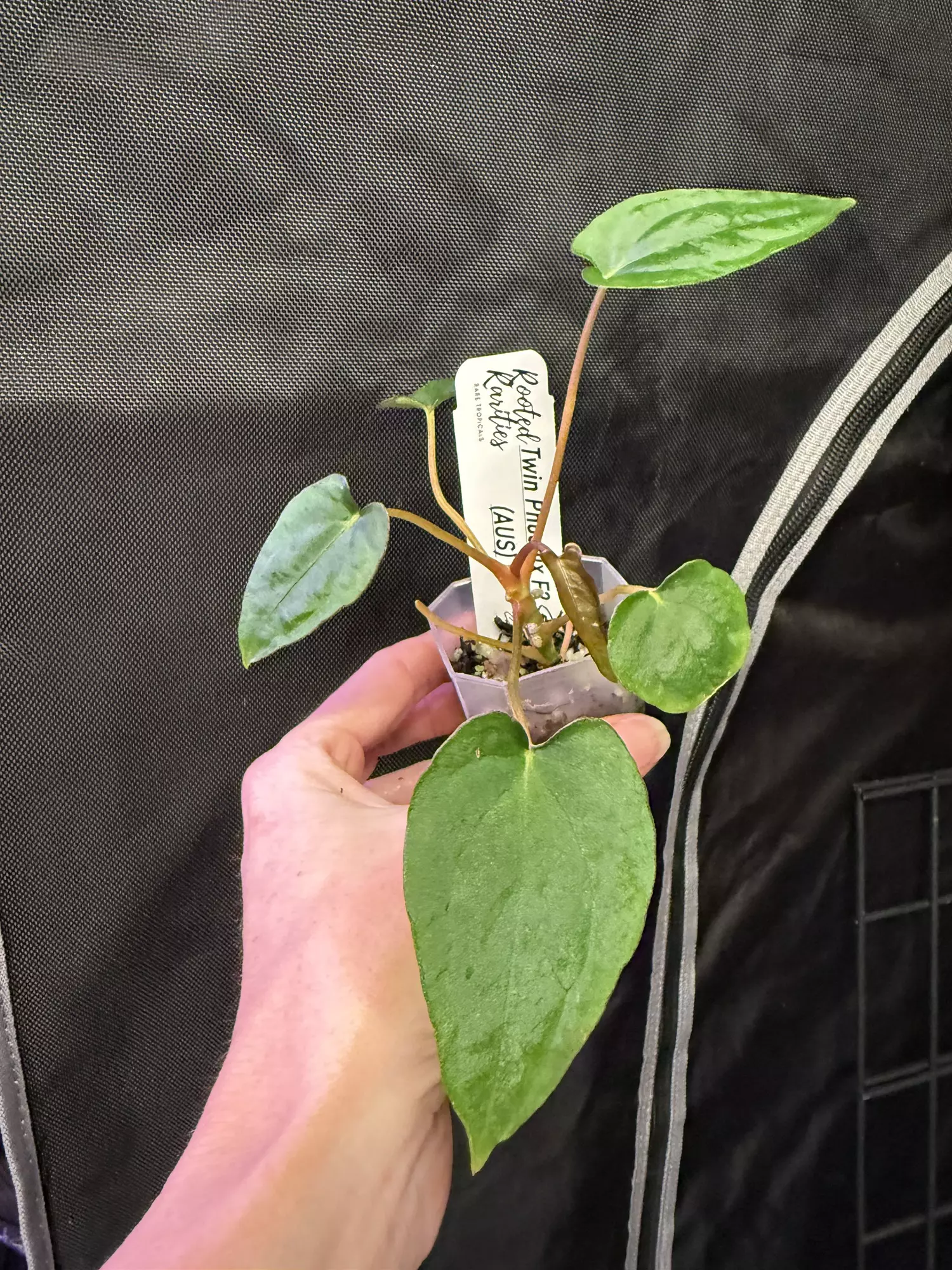 plant/❤️‍🩹 twin phoenix Aussie hybrid-0