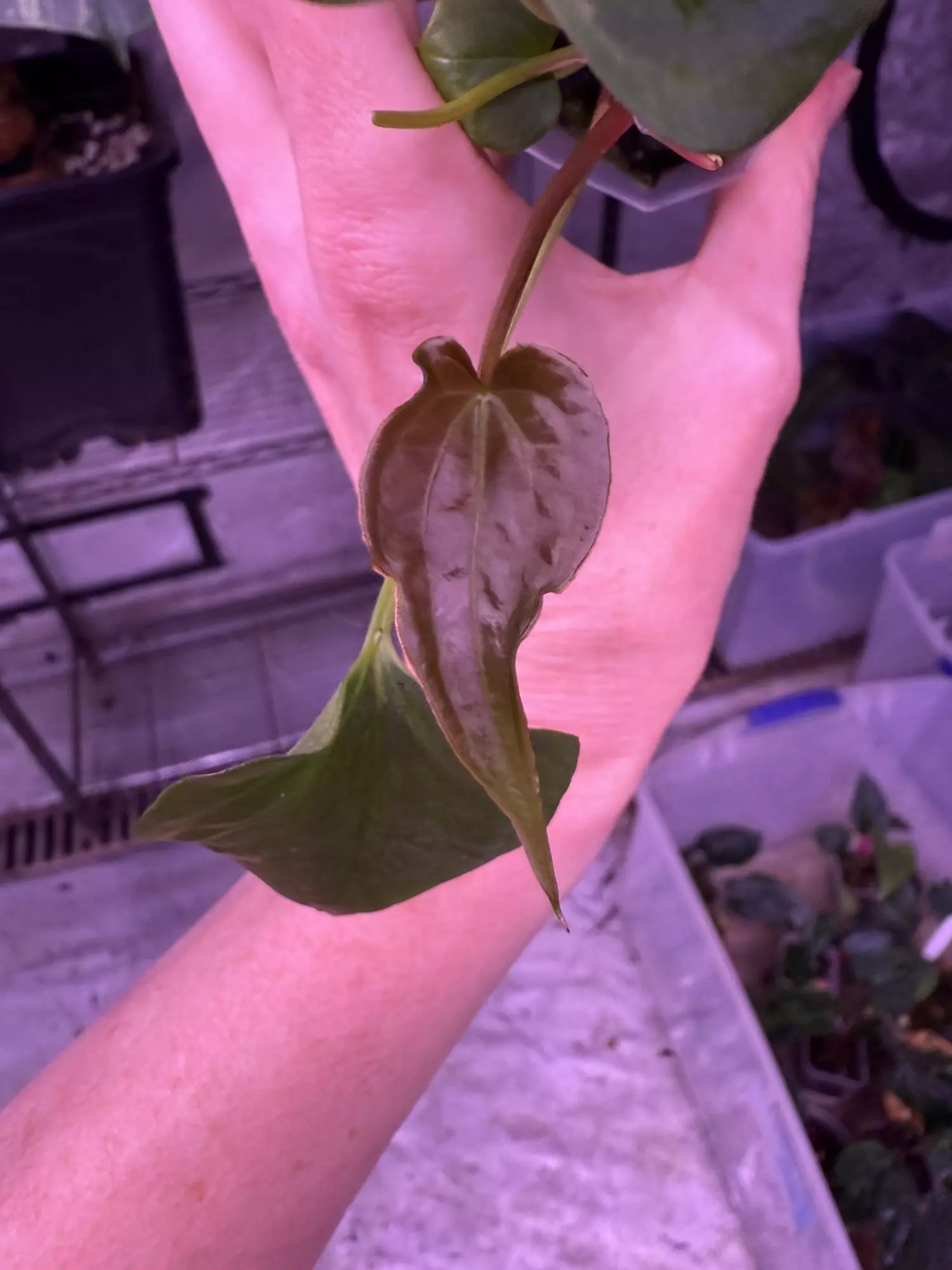 plant/Mutant pap 2 x Gatorbod-0