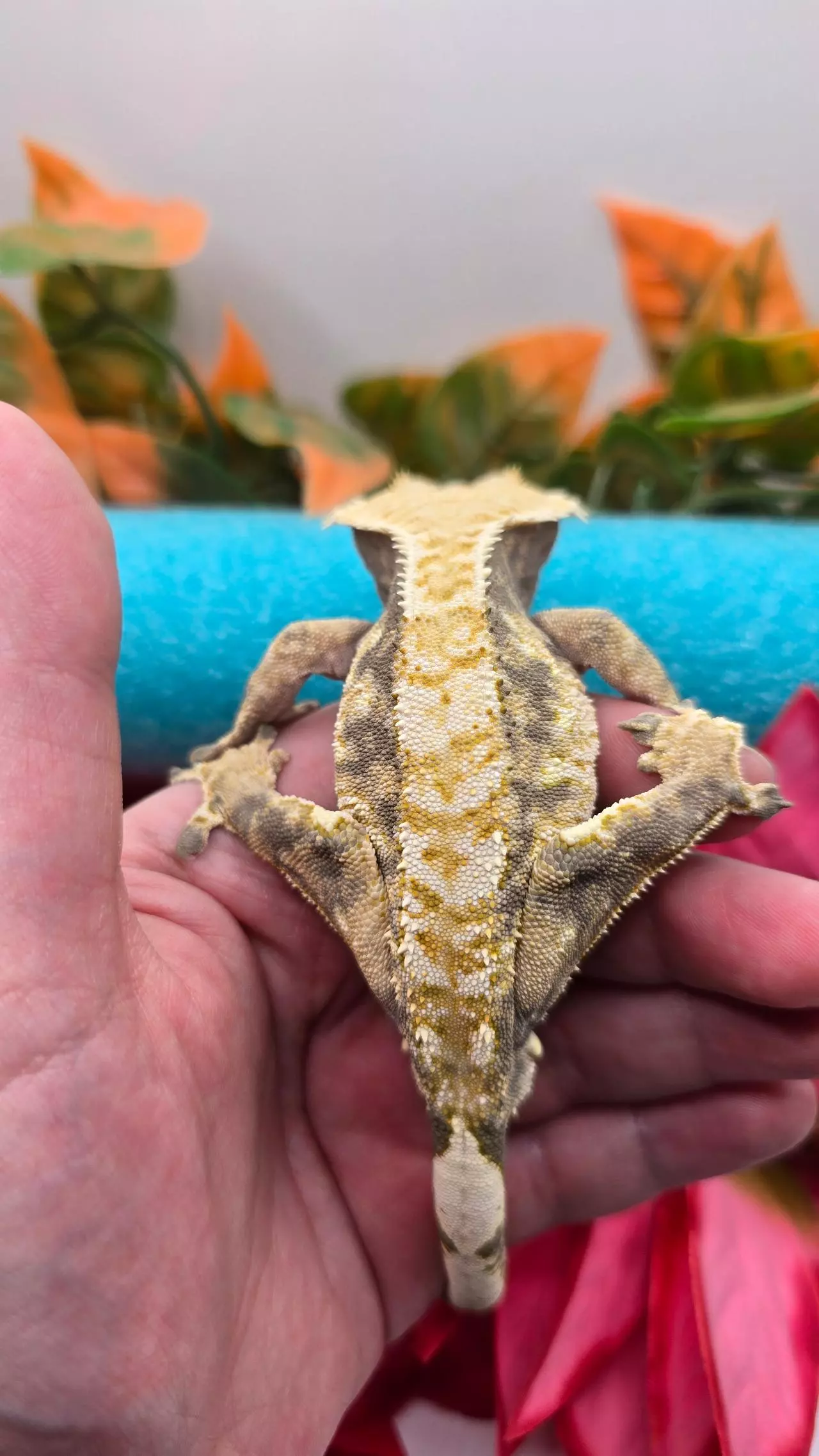 plant/Tricolor Male-3