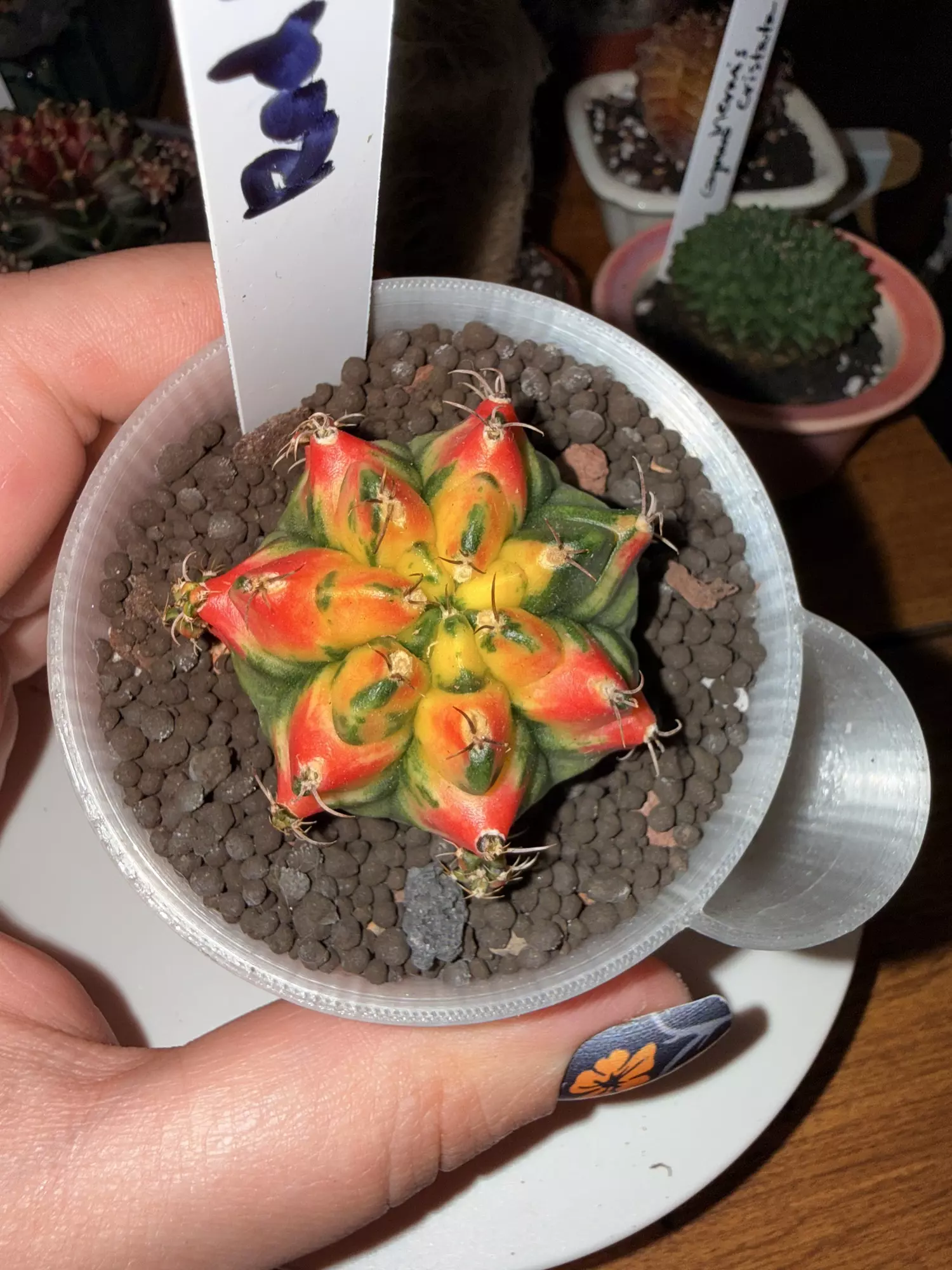 plant/Red Bird Clone-0