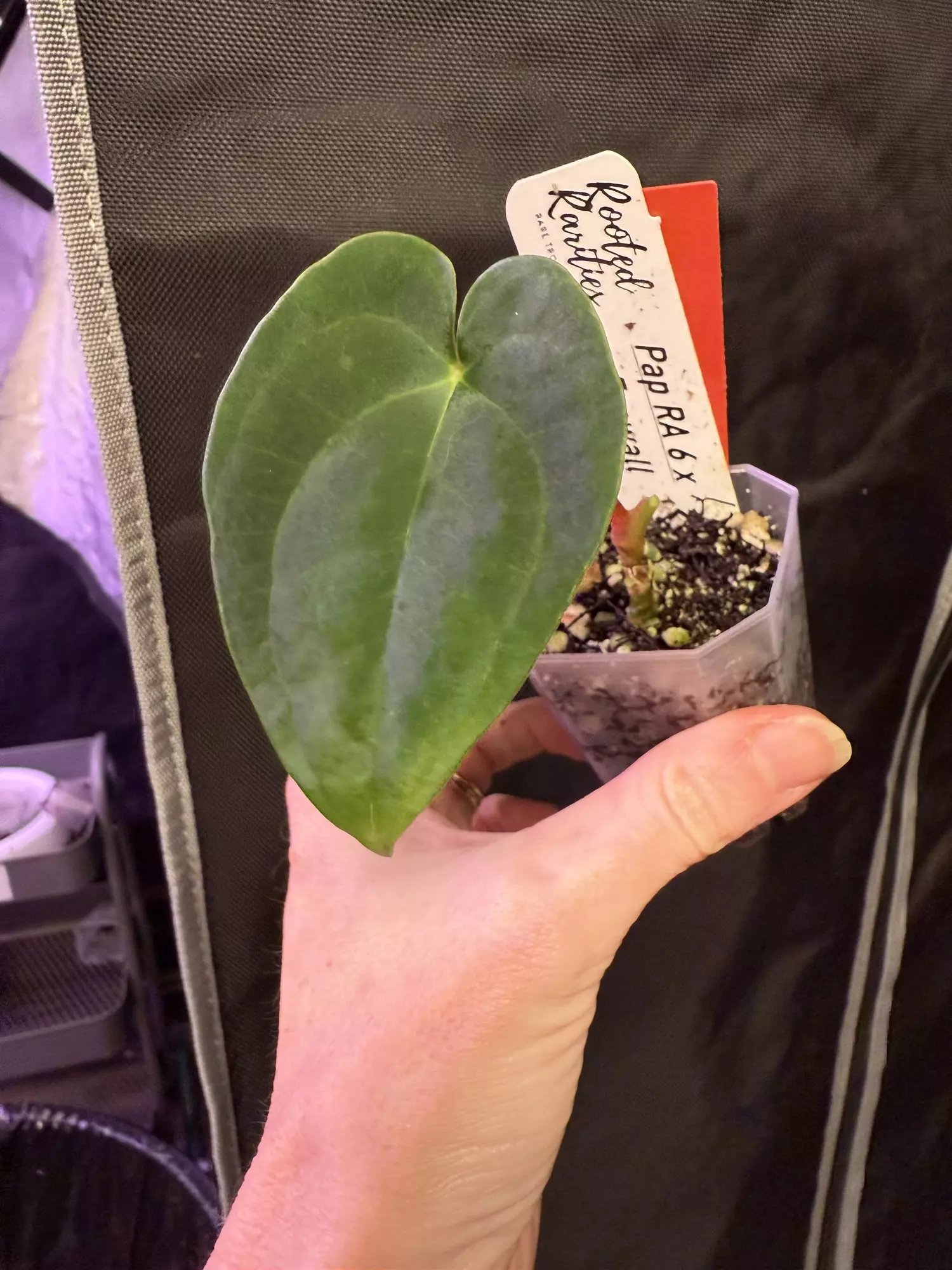 plant/❤️‍🩹chases spirit -0
