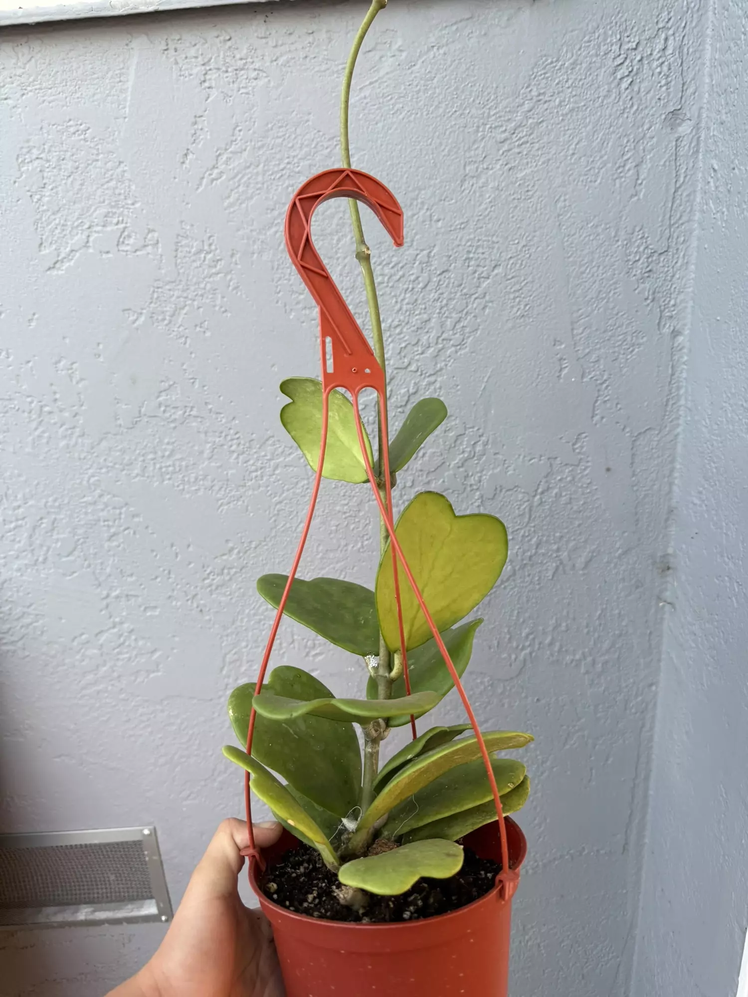 plant/6” Hoya ‘Kerrii’-1