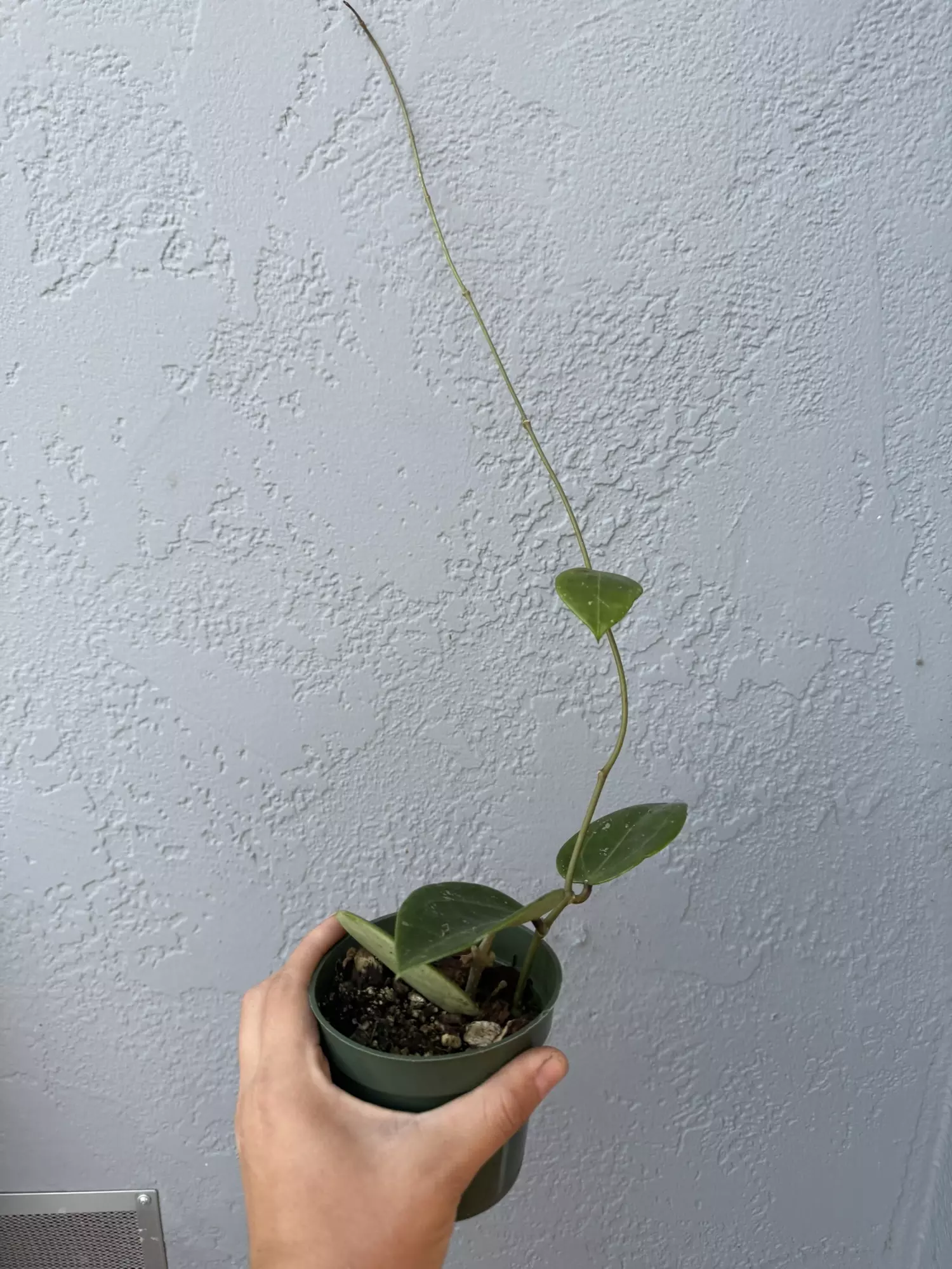 plant/4” Hoya ‘Parasitica’-1