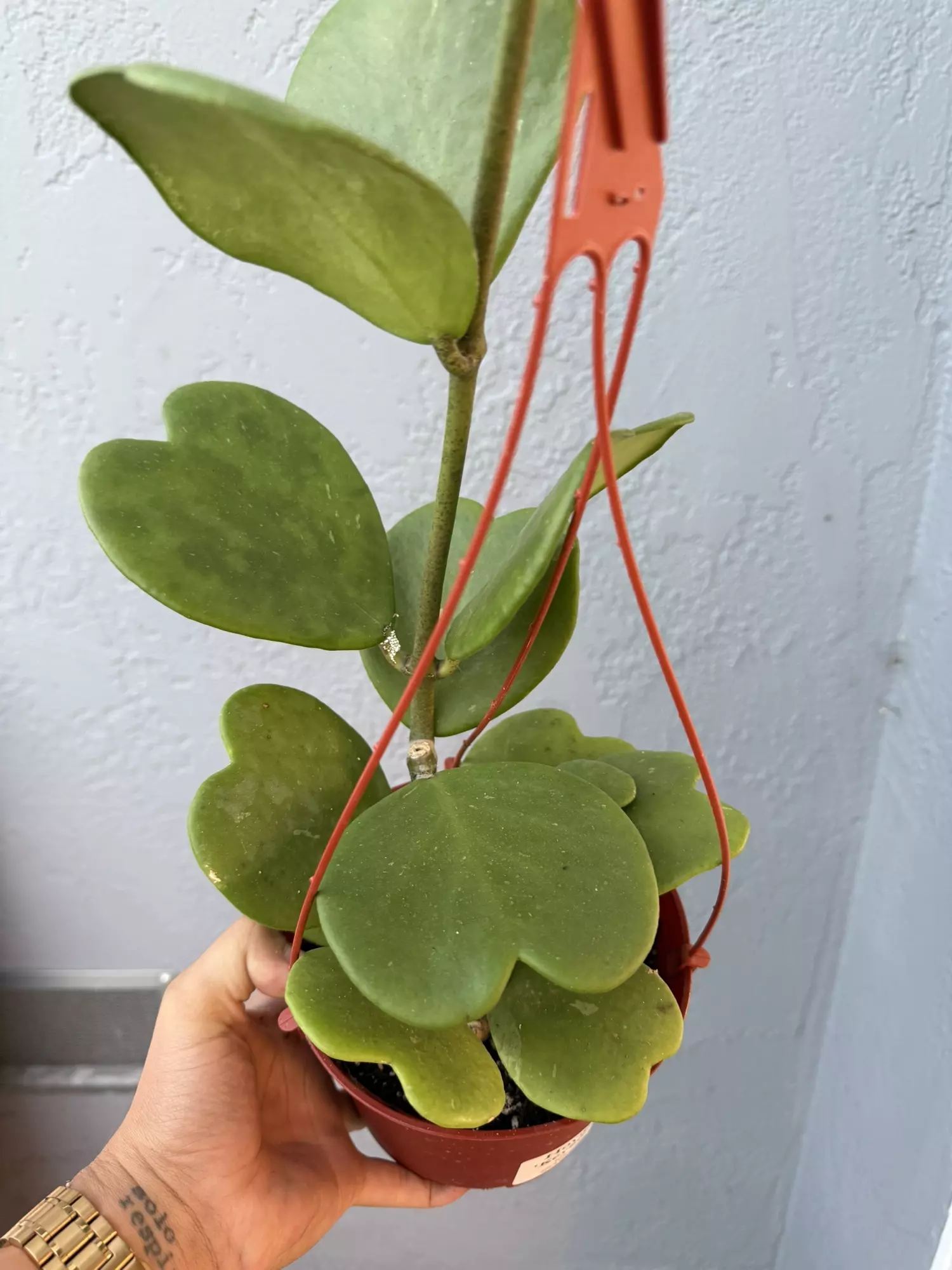 plant/6” Hoya ‘Kerrii’-0