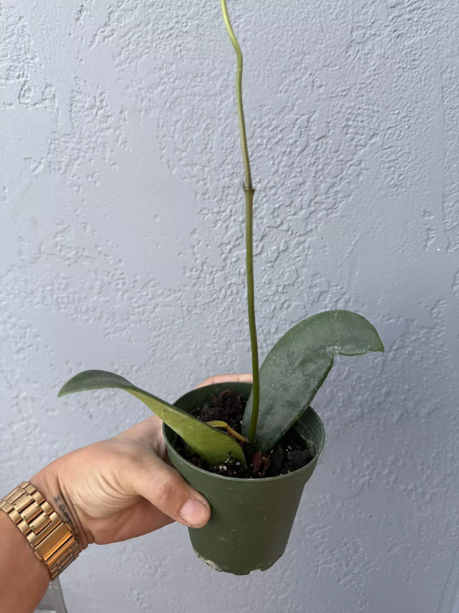 plant/4” Hoya ‘Fraterna’-2