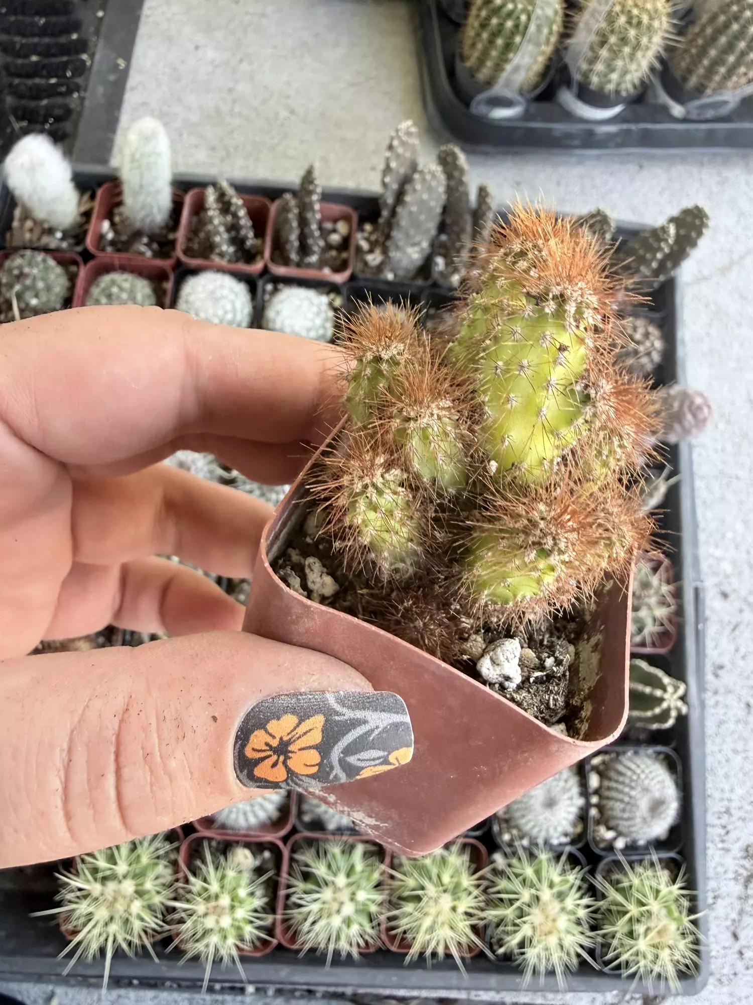 plant/Cereus Repandus-0