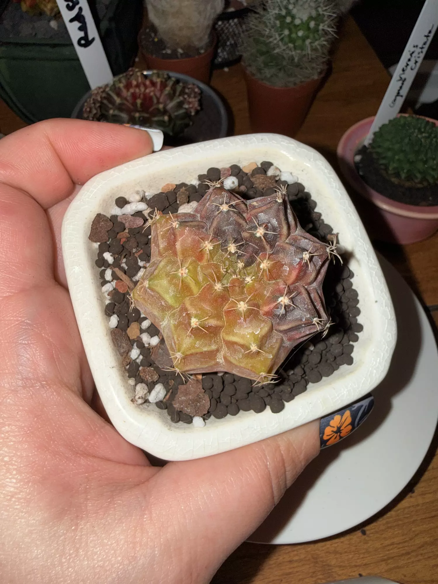 plant/Sepia Clone-0